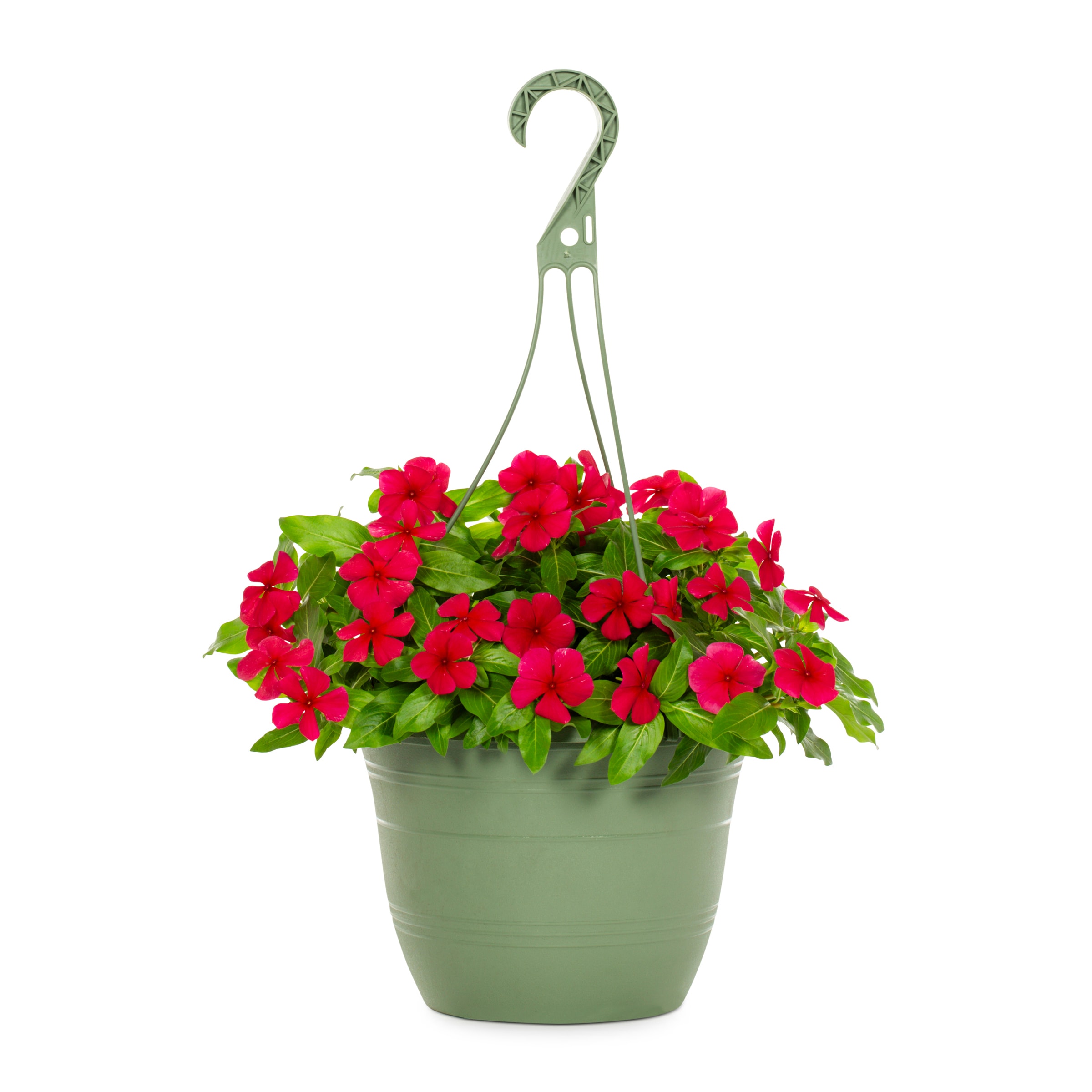 Metrolina Greenhouses 4924 Red Vinca in 1.5 Gallon(s) Hanging basket 1 -Pack