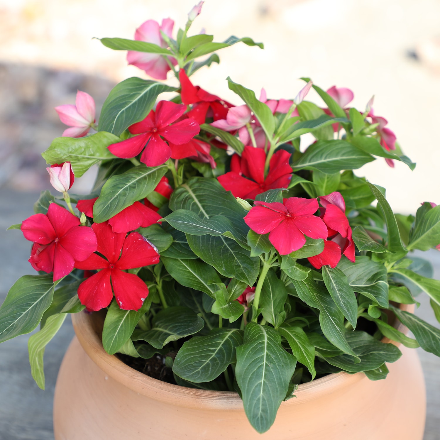 Altman Plants 0881453 annuals - View #5