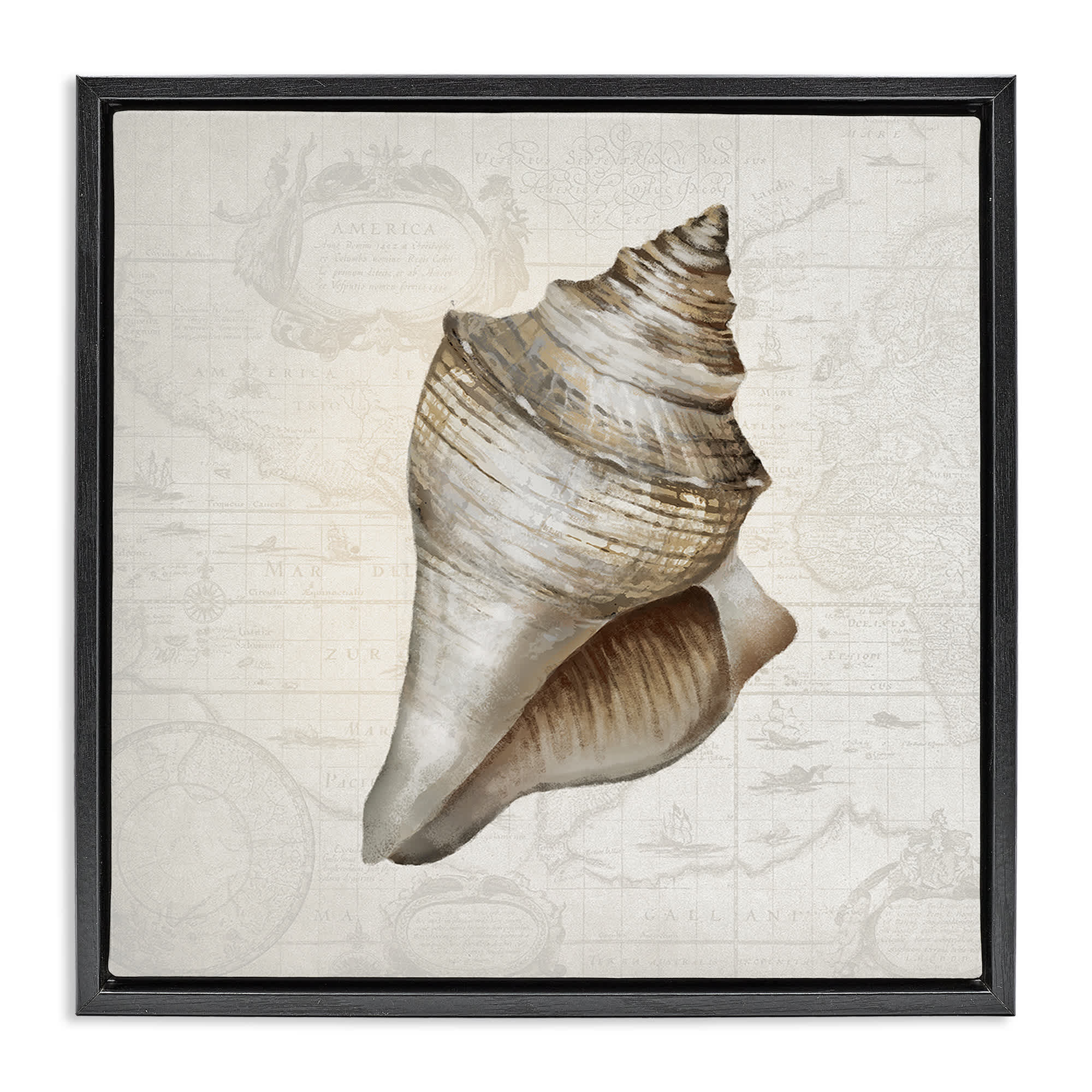 Stupell Industries BT-999-FFB-24X24 Conch Shell over Vintage Map Floating Frame design by Conrad Knutsen