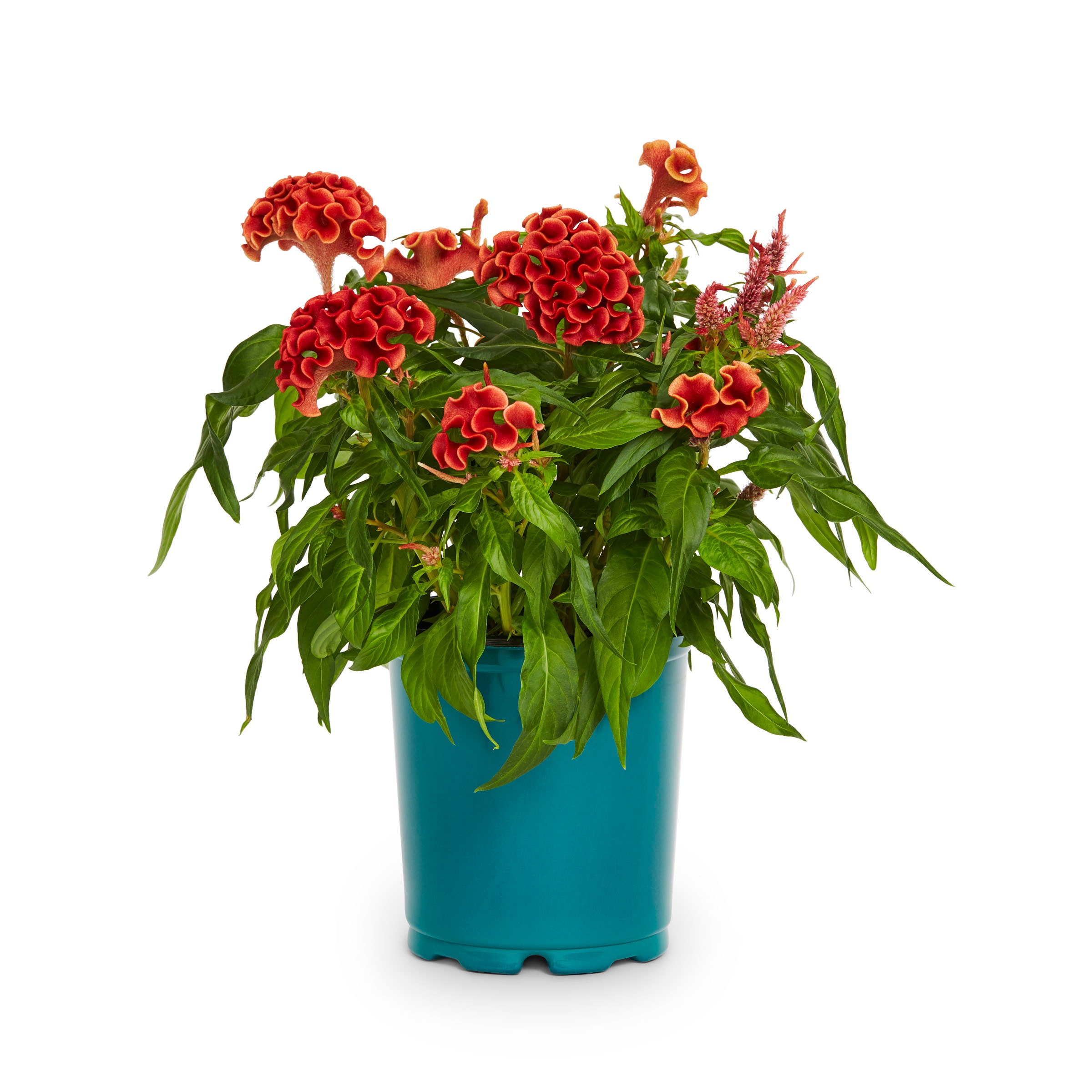 Lowe's NURSERY annuals - View #3