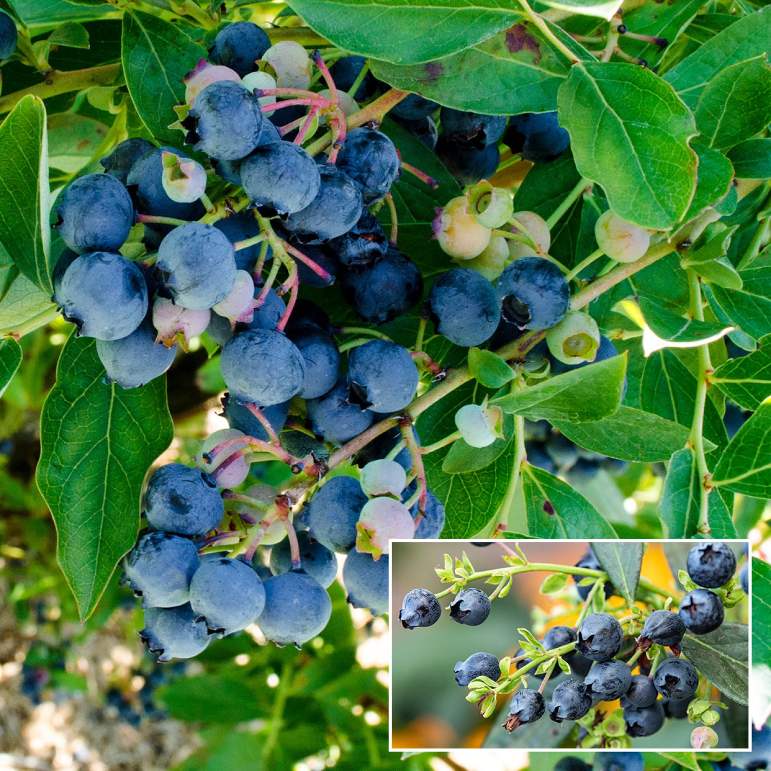 Gurney's Seed and Nursery 92649 1.0 -Pack Blueberry Plant in Pot Spring