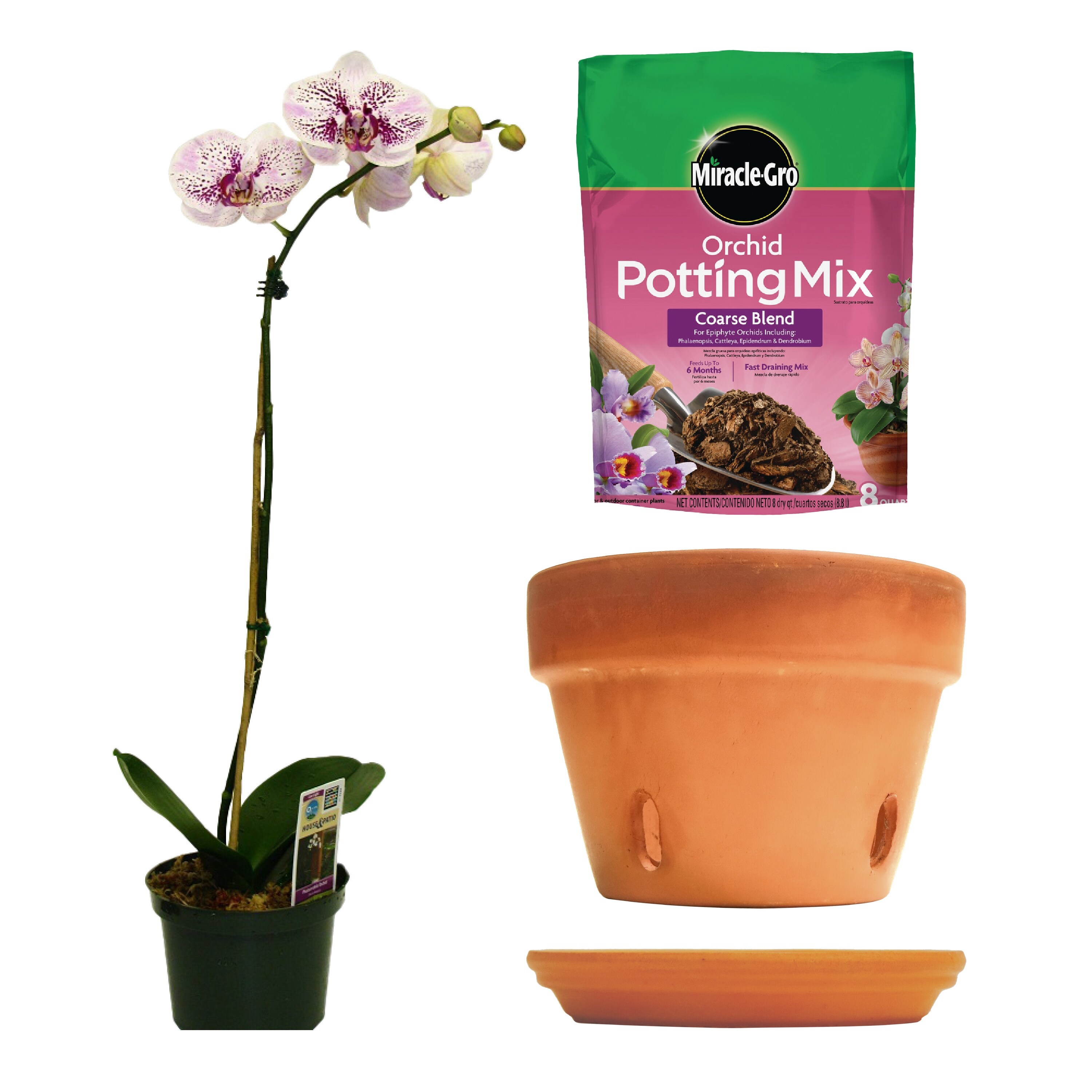   Orchid Starter Kit
