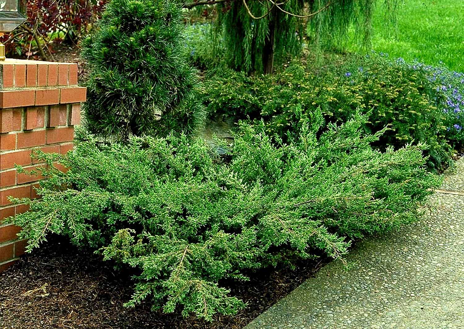 Monrovia KT10505175000100000 shrubs - View #3