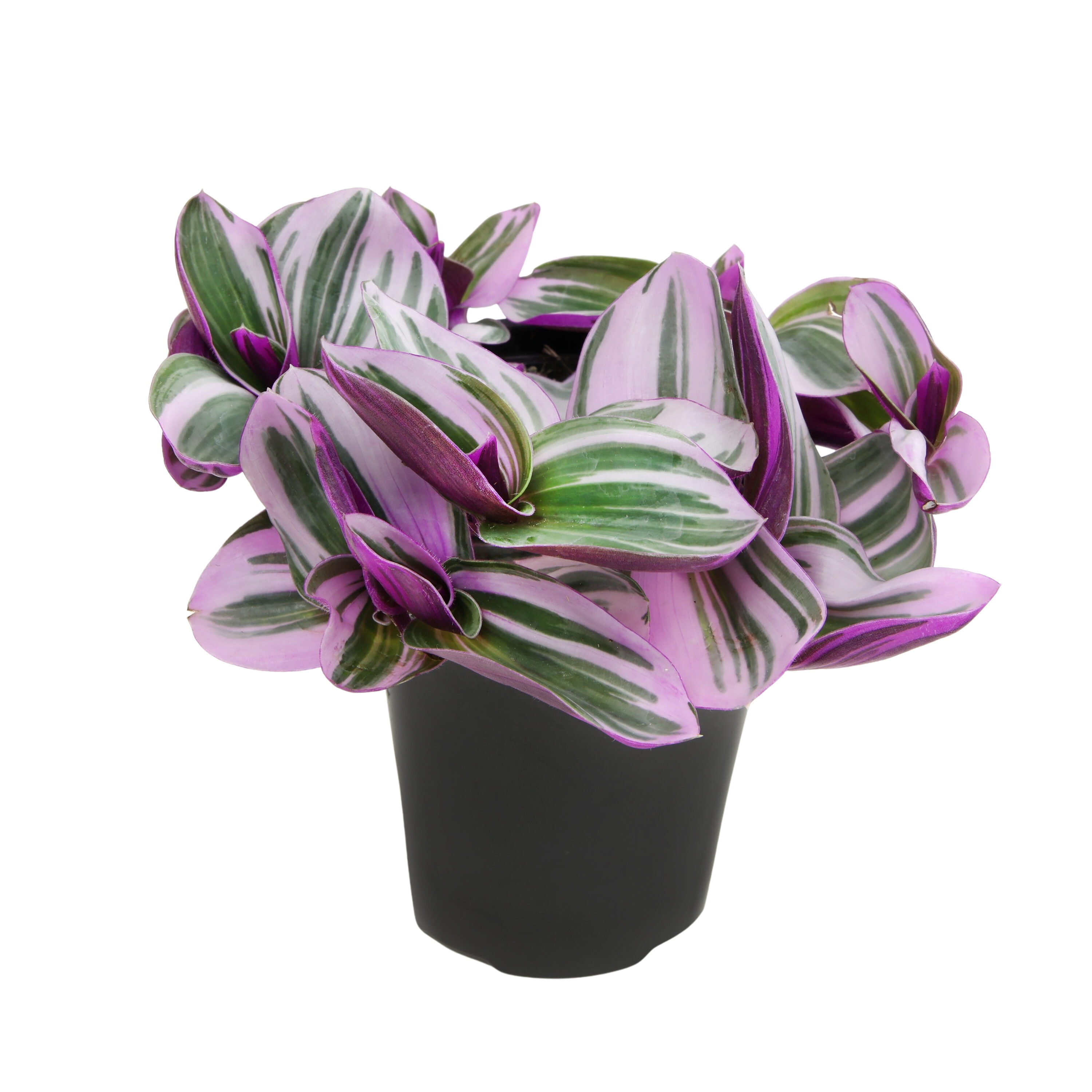 african violet indoor plant Live African Violet Plant 4" Buckeye Let's Roll