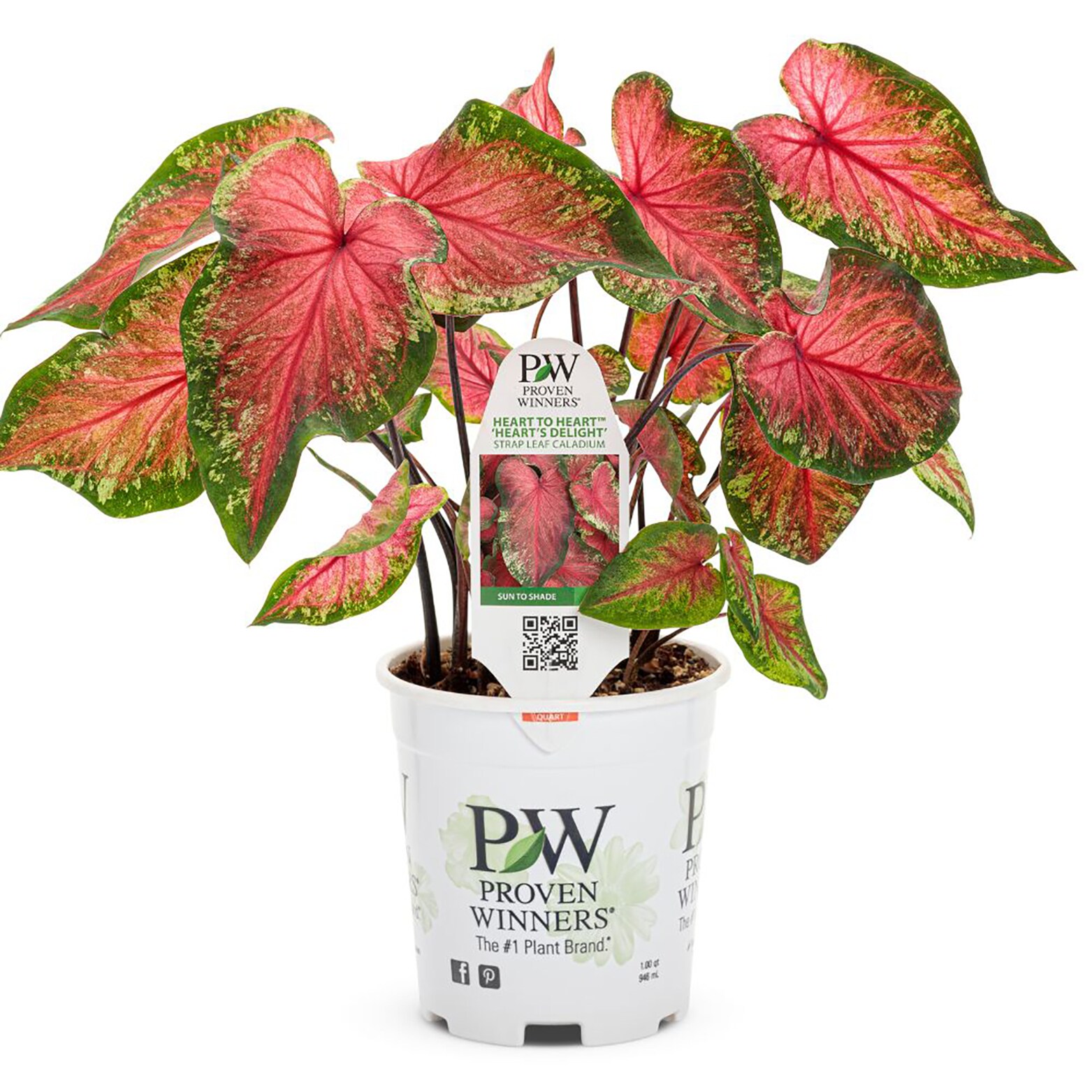 Proven Winners CLDPRW1327800 perennials - View #2