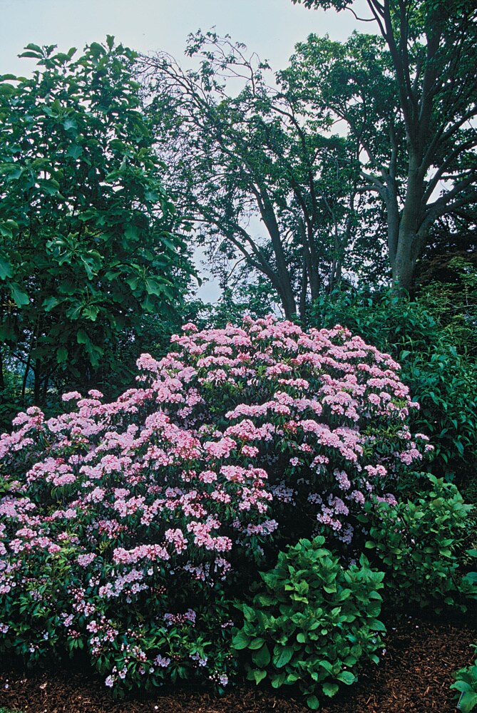 Spring Hill Nurseries 73219 shrubs - View #4