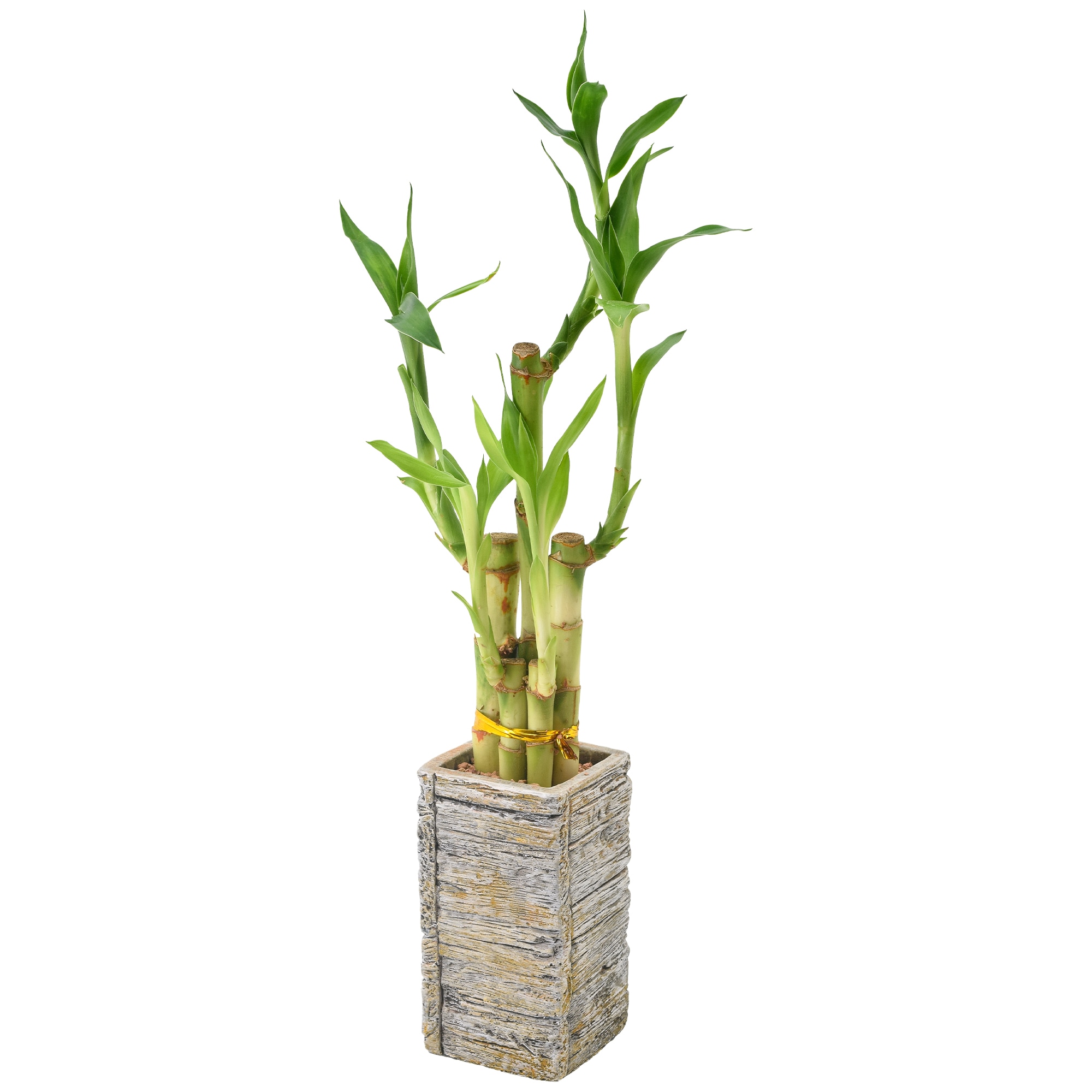 Arcadia Garden Products LV23 hseplants - View #2