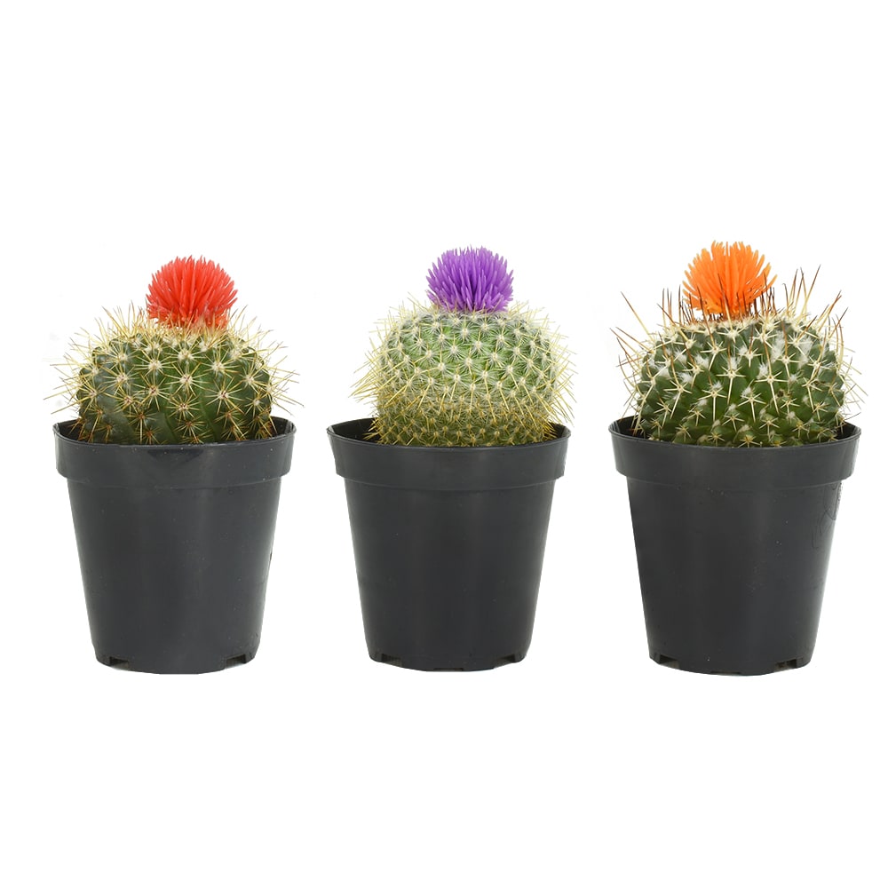 4 Artificial Succulents Plants Blooming Cactus And Small Flower Grass Landscape 