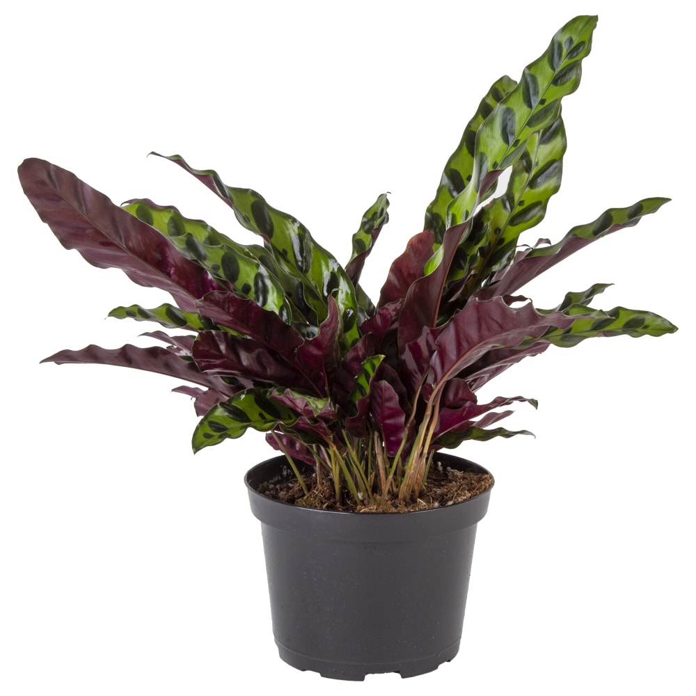 Costa Farms M-CIR-G-POT-01-LW Calathea Rattlesnake House plant in 6 Inch(es) Pot 1 -Pack