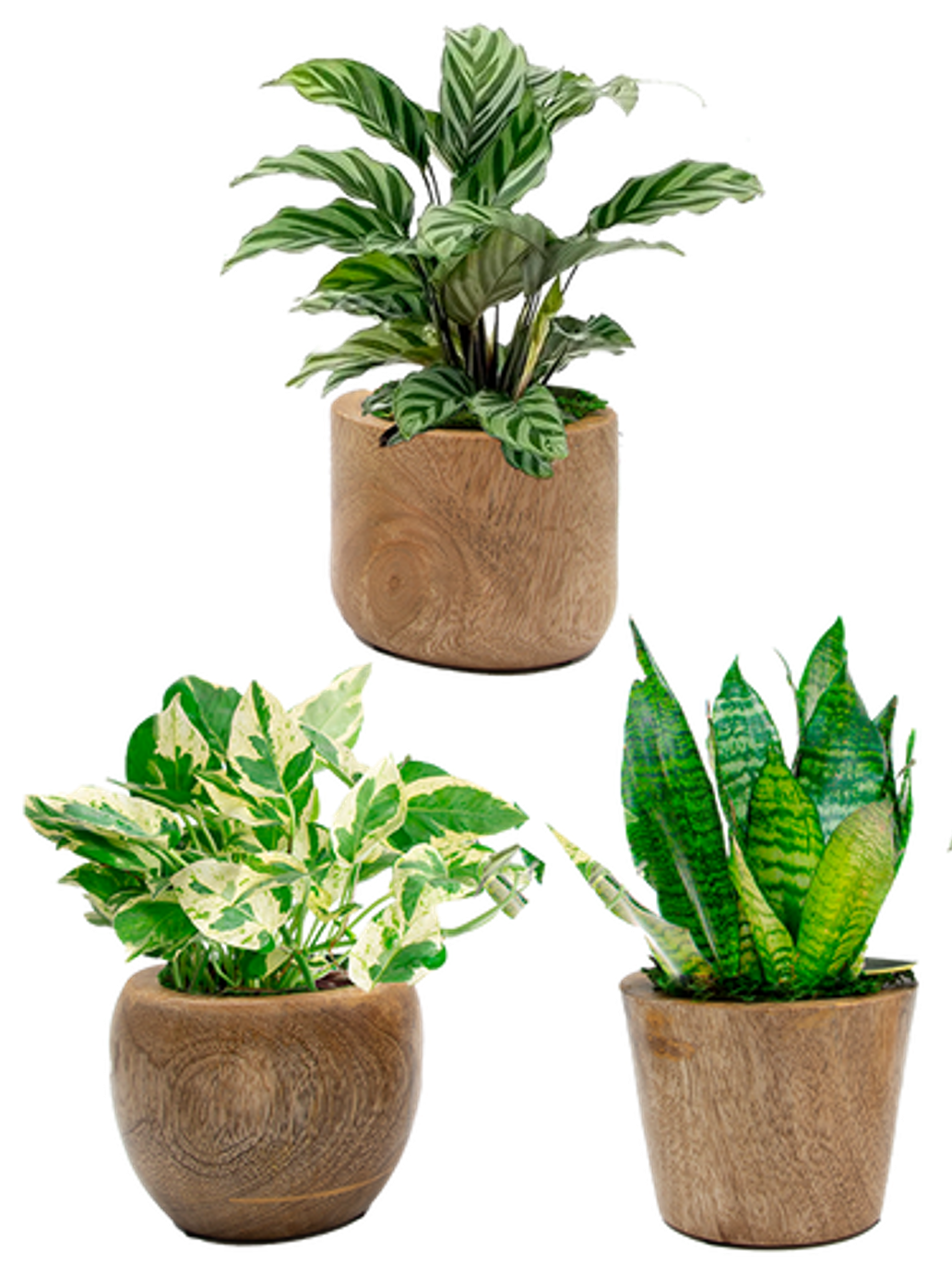 LiveTrends LBD252 Medellin House plant in 12 Ounce(s) Pot 1 -Pack