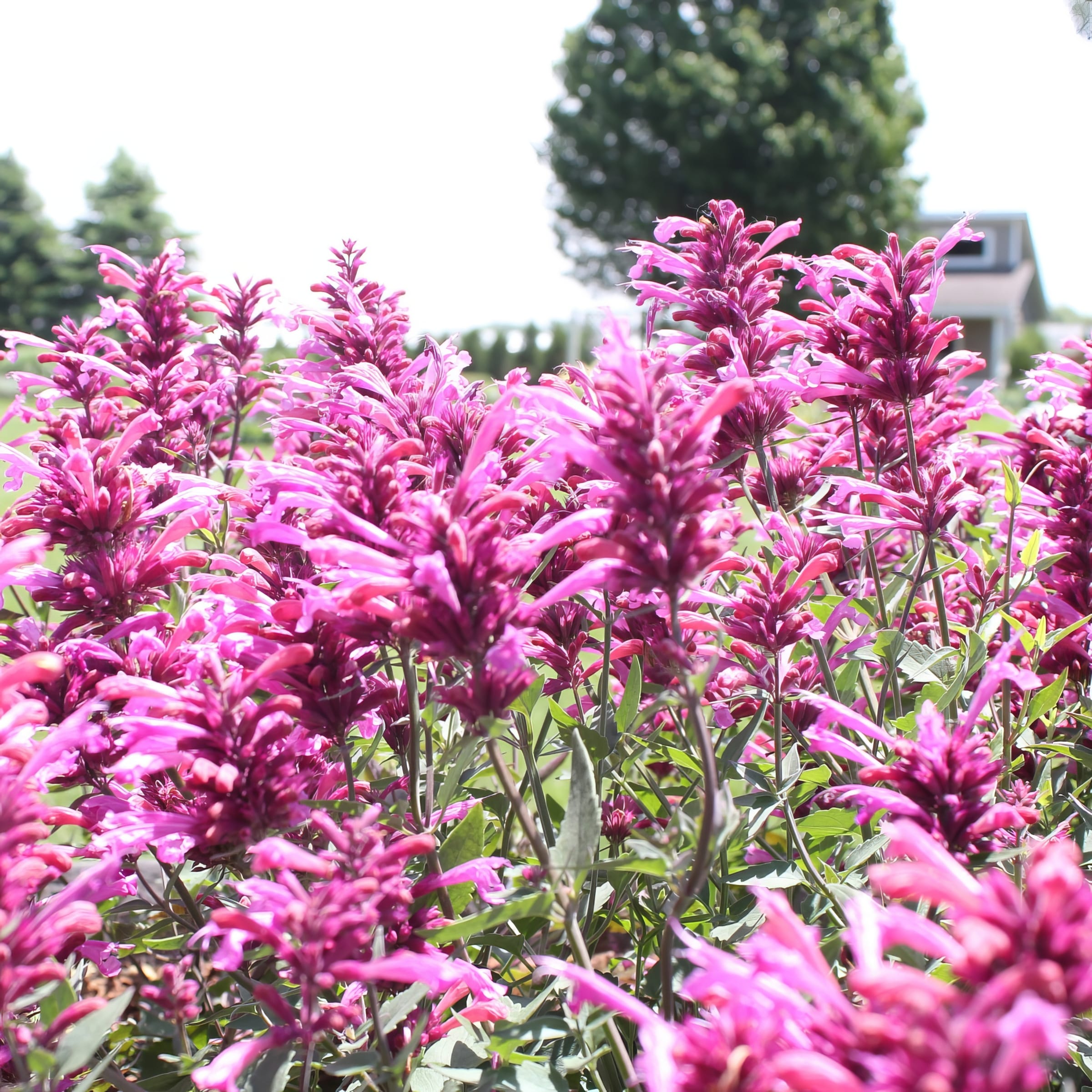 National Plant Network LW1702 perennials - View #8