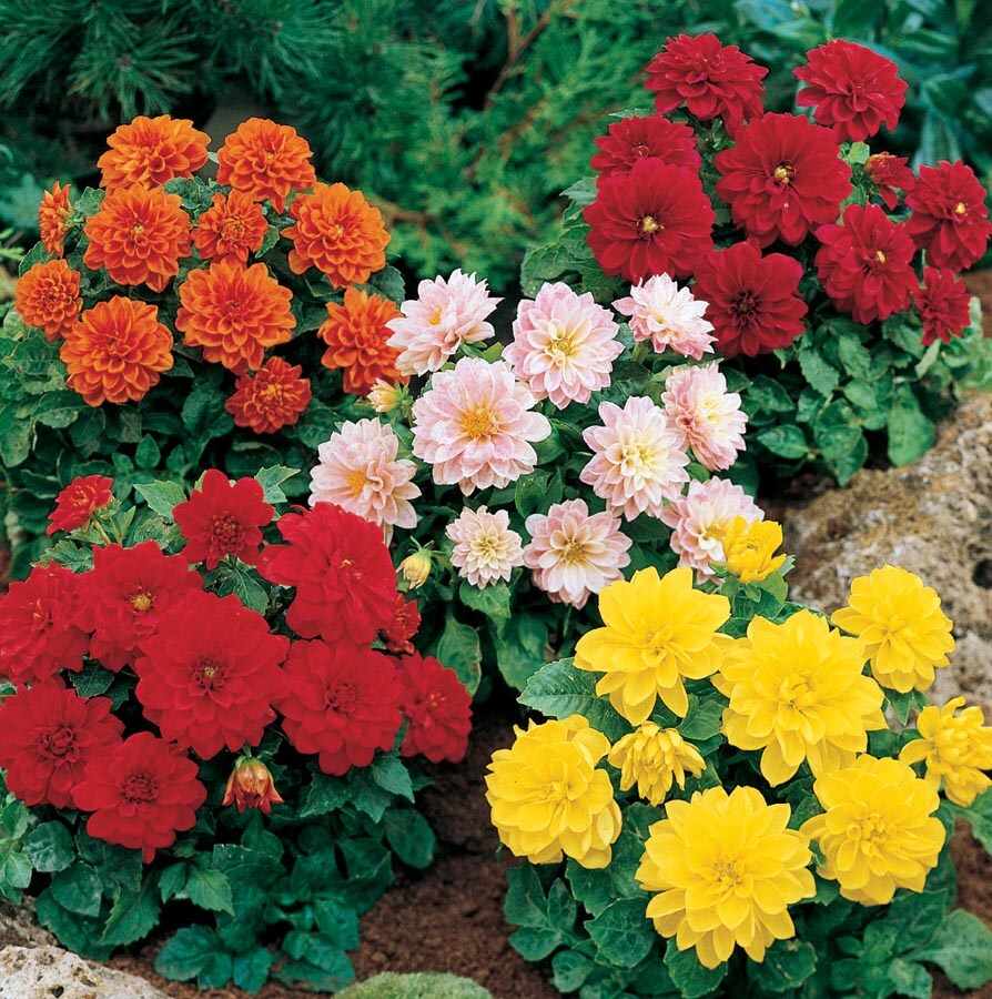 Lowe's NURSERY Multicolor Dahlia in 1.5-Gallons Planter