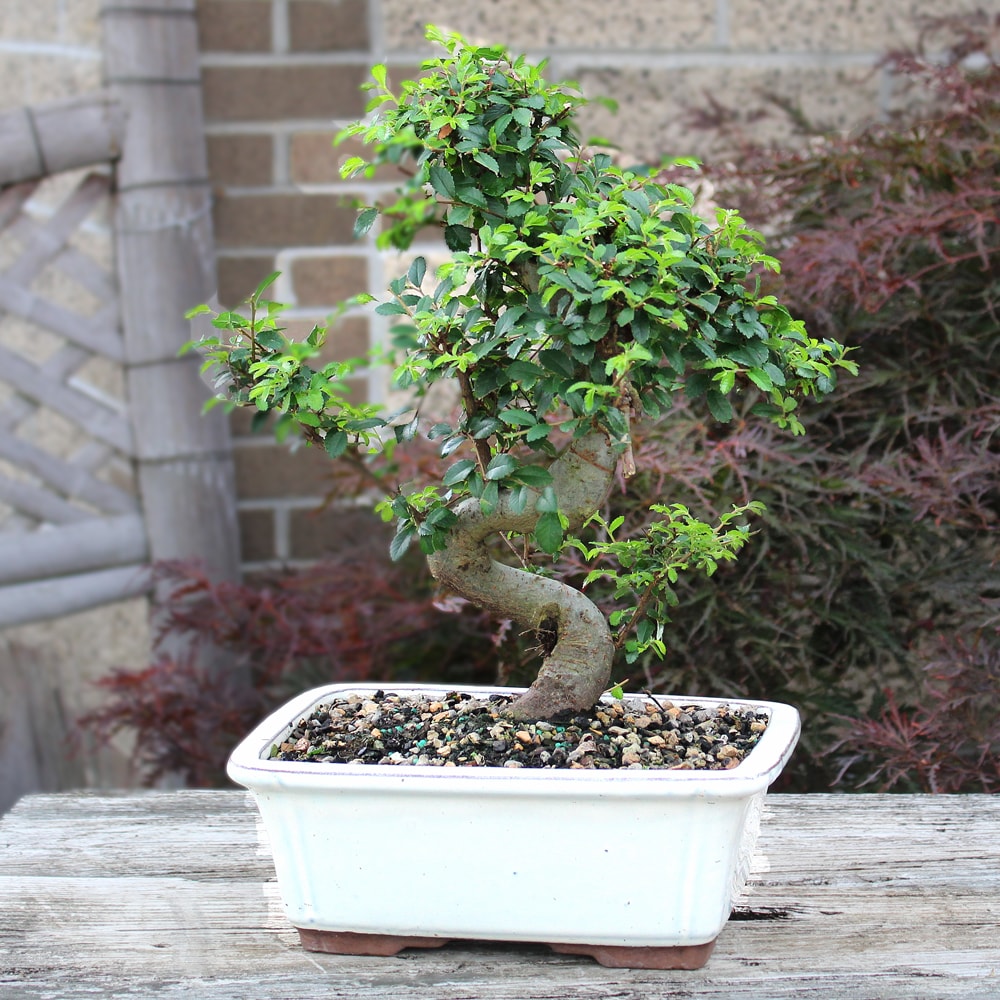 Large Chinese Elm Bonsai in Blue Ceramic Planter