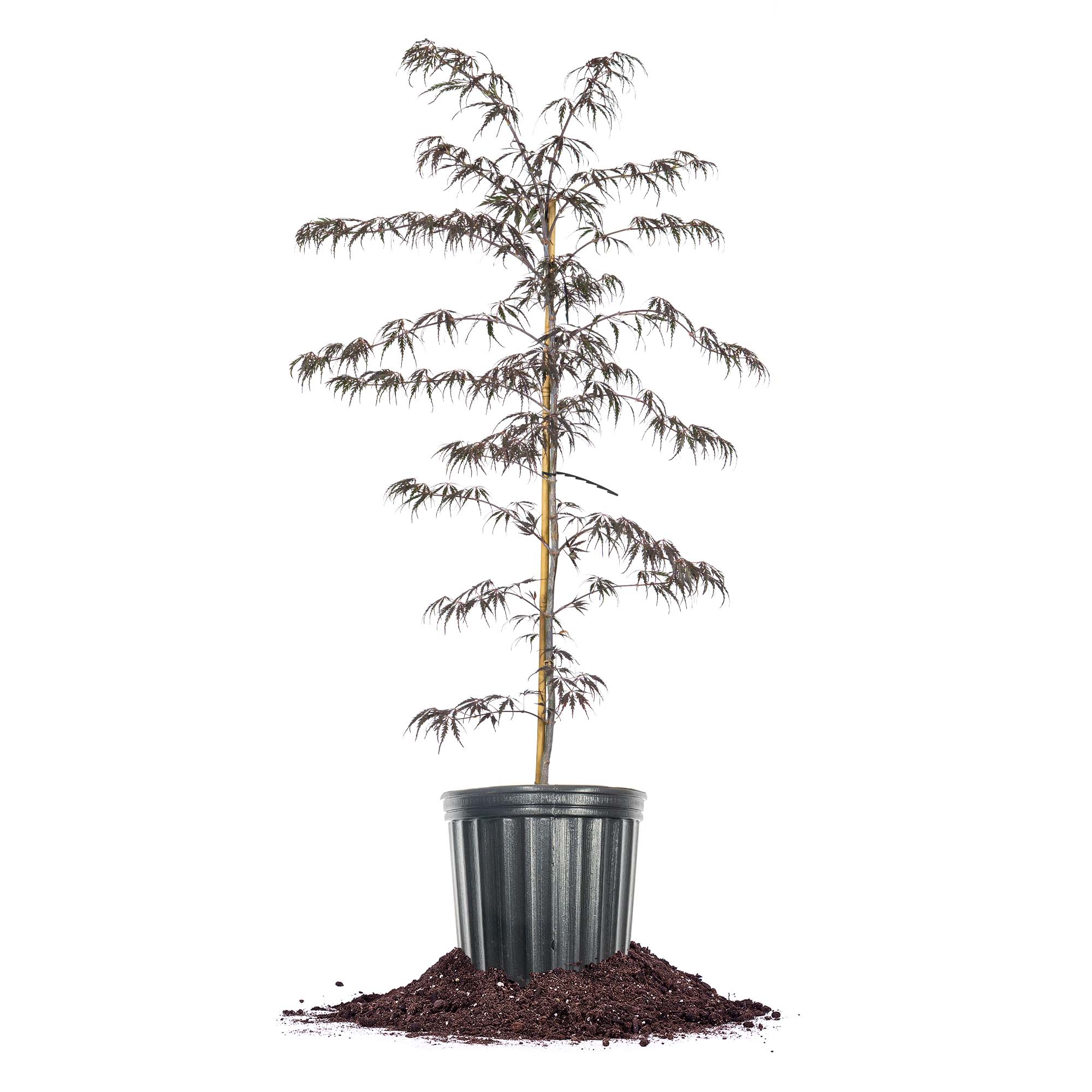 Perfect Plants LOTAMUKEYAMA3G 3 -Gallon Feature Tamukeyama Japanese Maple In pot (with soil)