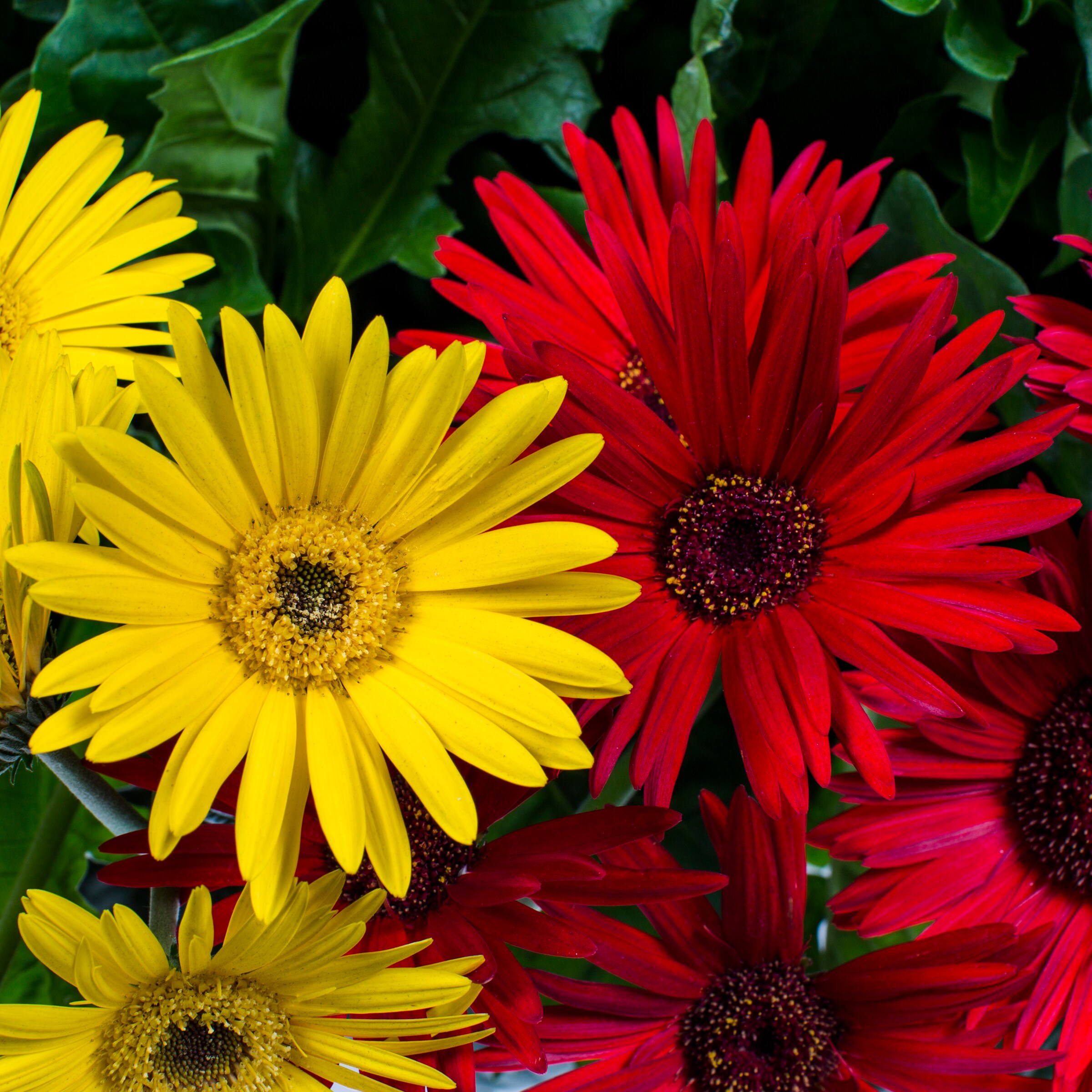 Lowe's NURSERY annuals - View #2