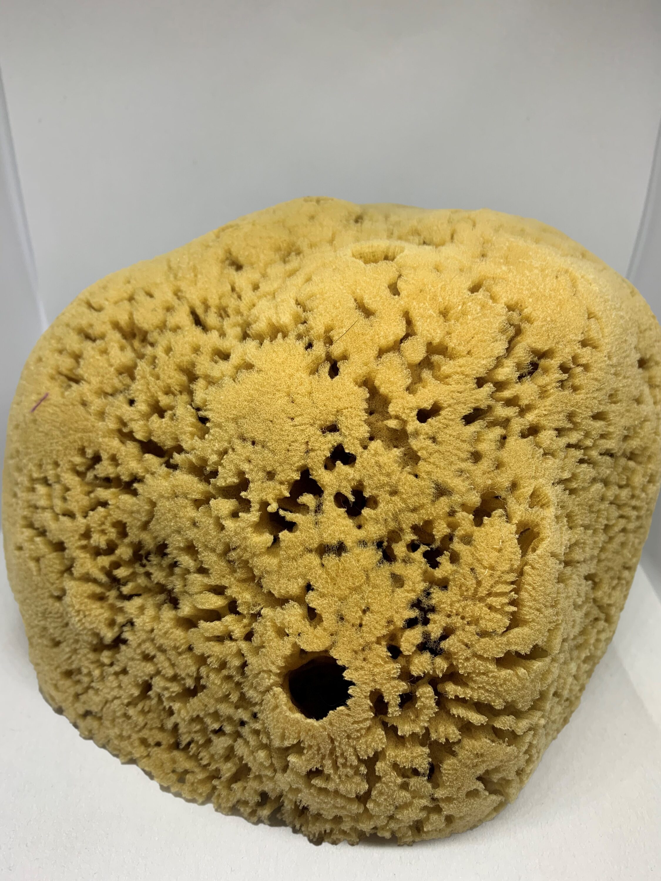 The Natural Sponge 08070 Sponges-Scouring-Pads - View #2