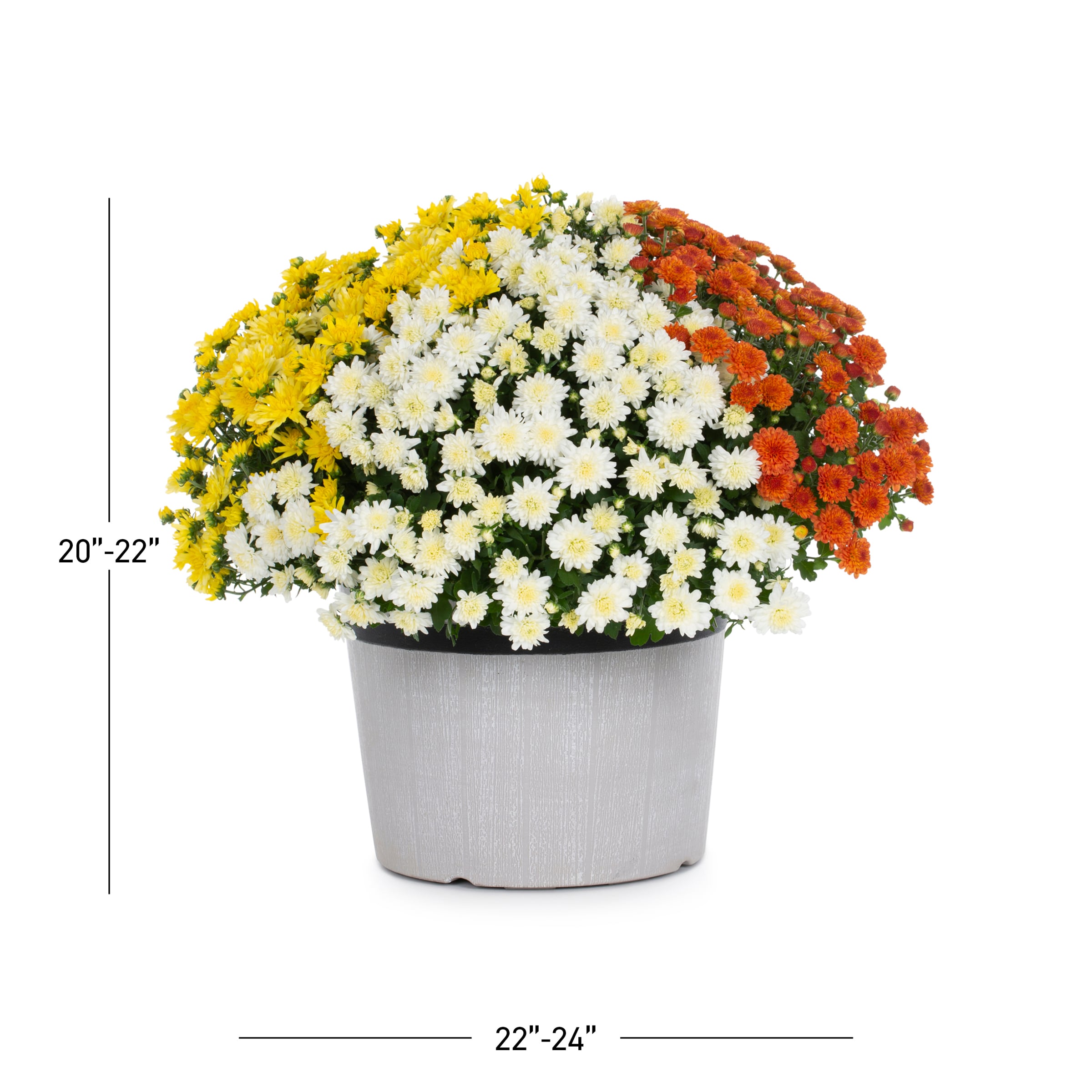 Lowe's NURSERY annuals - View #3