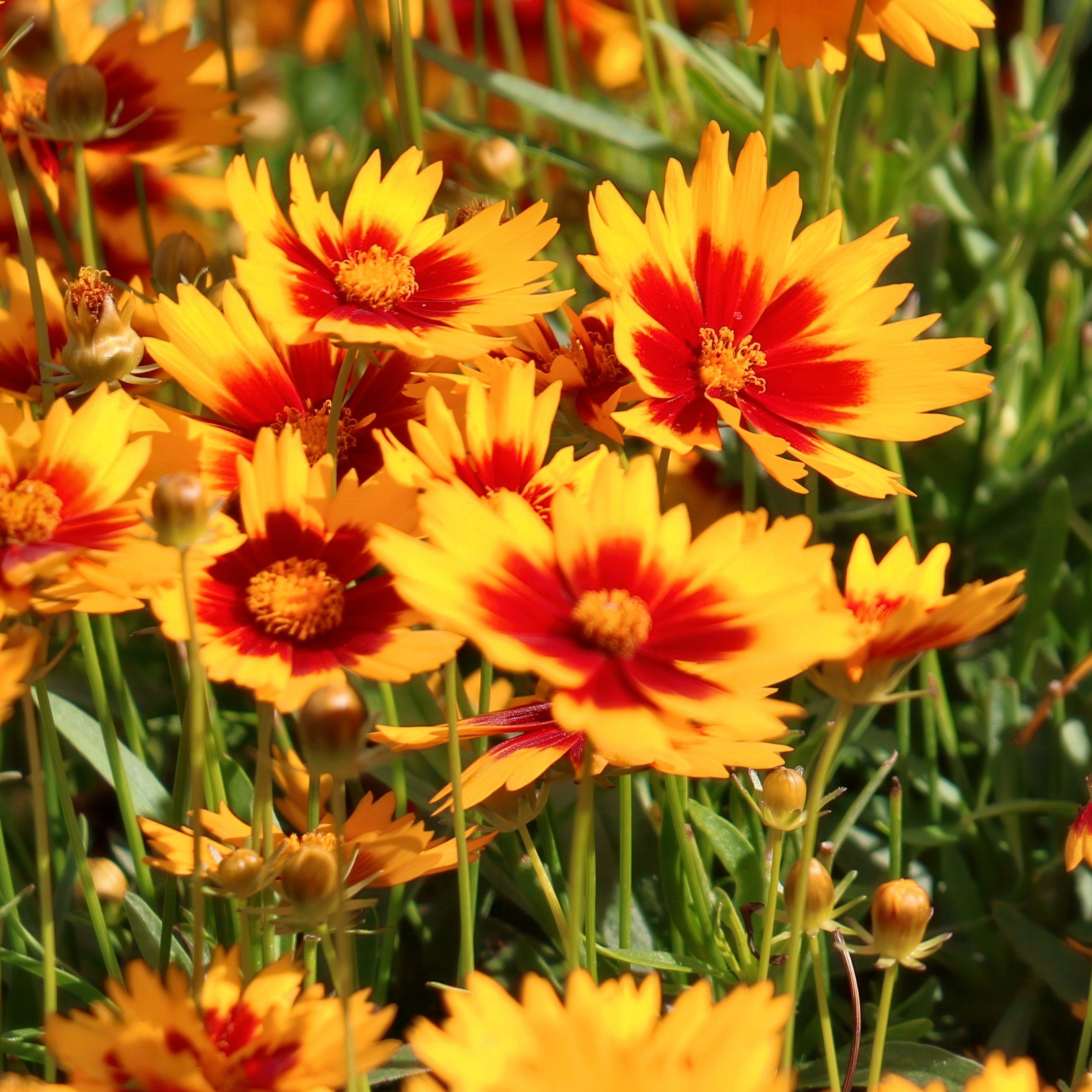National Plant Network LW2196 perennials - View #9
