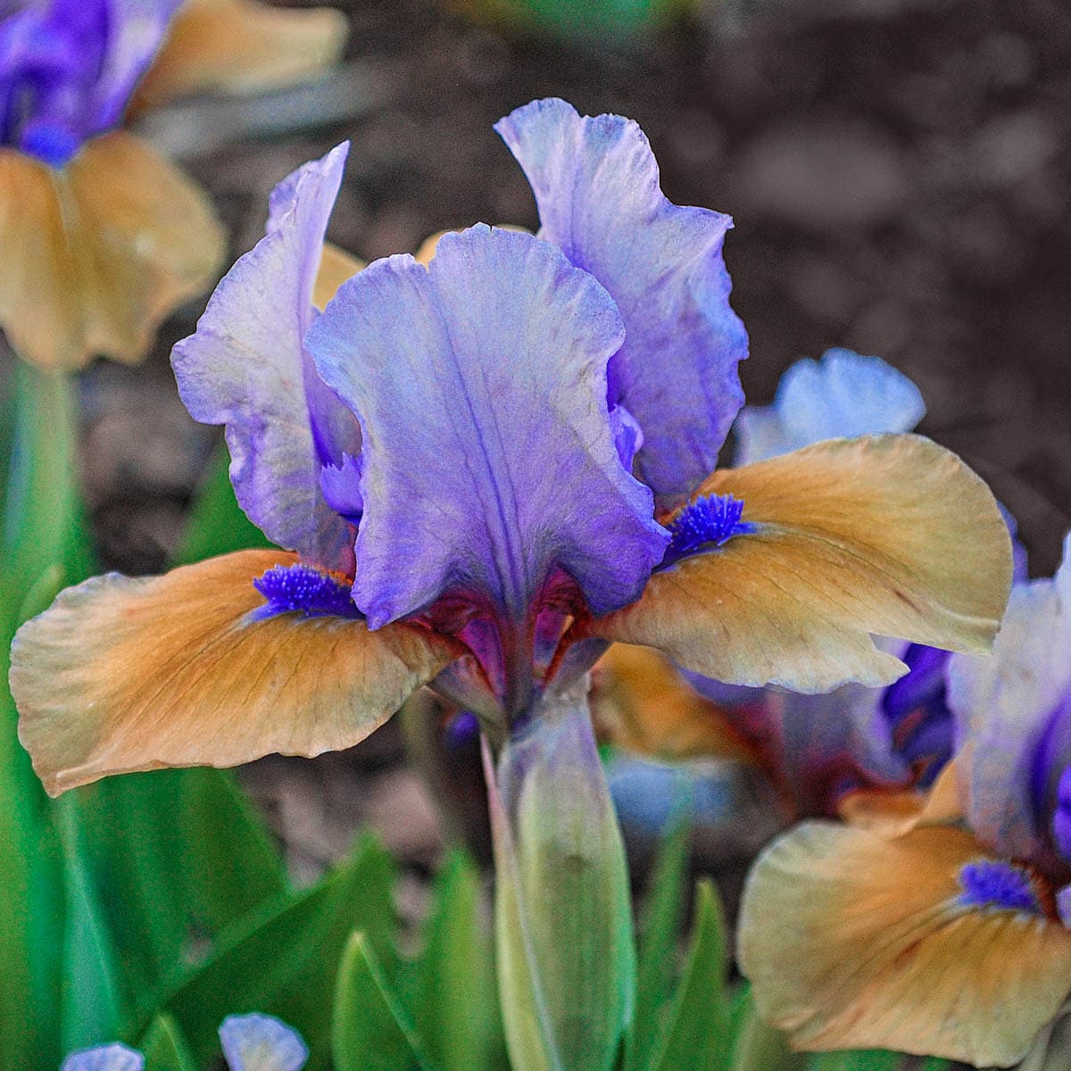 Breck's Blue Victoria Falls Reblooming Iris Perennial Plant in 1-Pack  Bareroot in the Perennials department at