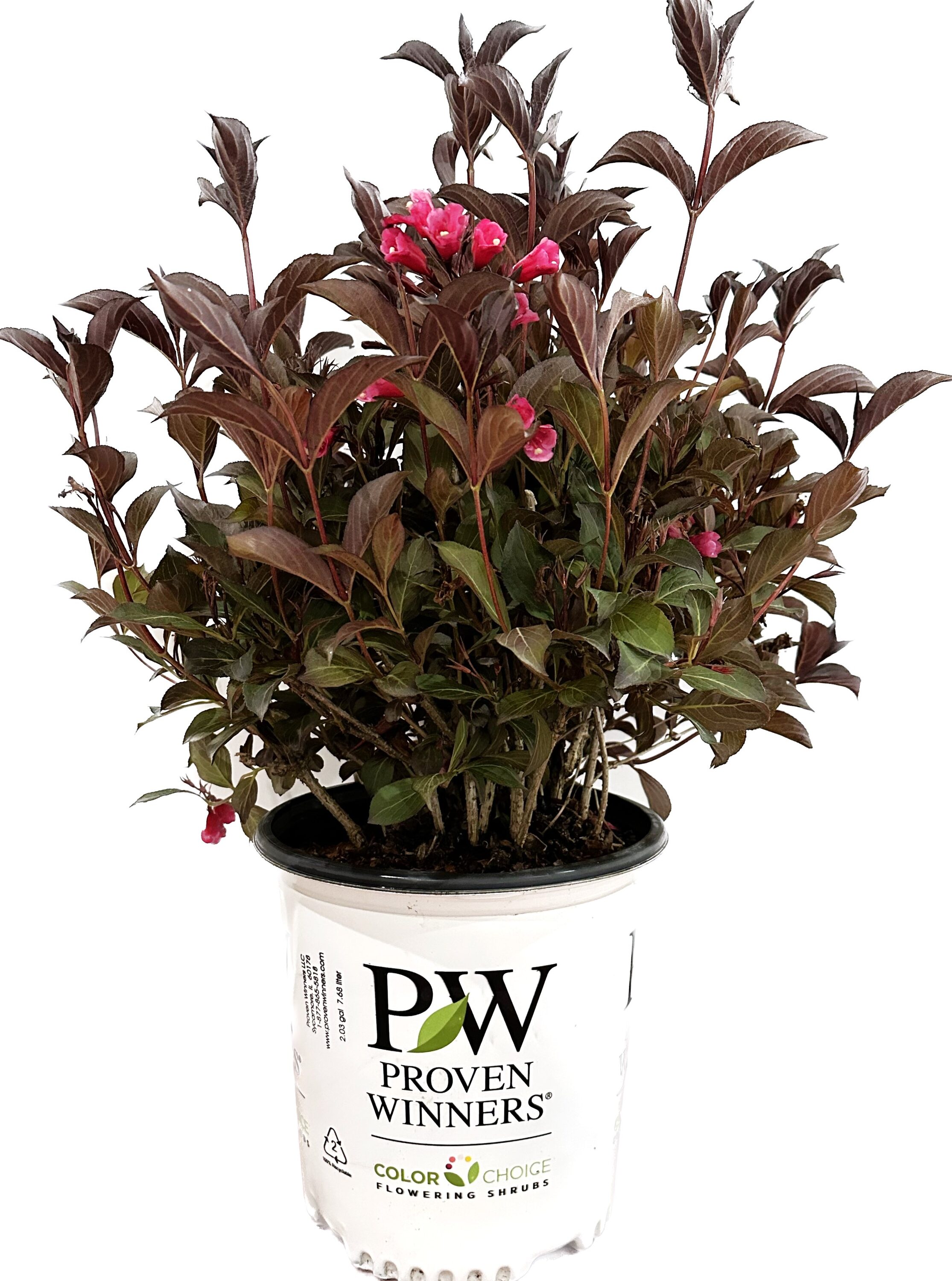 Proven Winners O91072W Wine and Roses Weigela Accent Shrub in 2 -Gallon Pot 1 -Pack with Pink Blooms