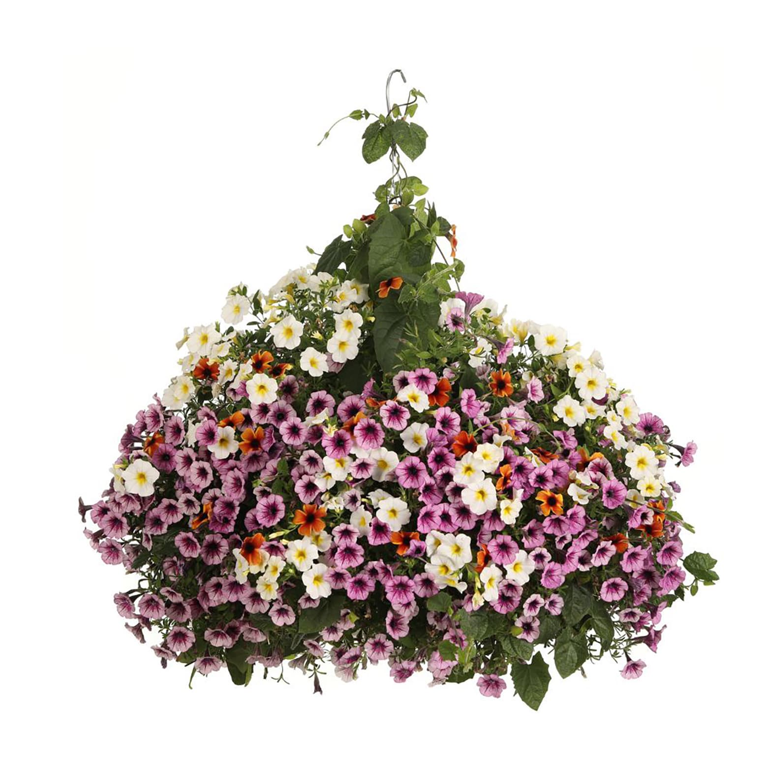 Proven Winners THUPRW1027100 annuals - View #2