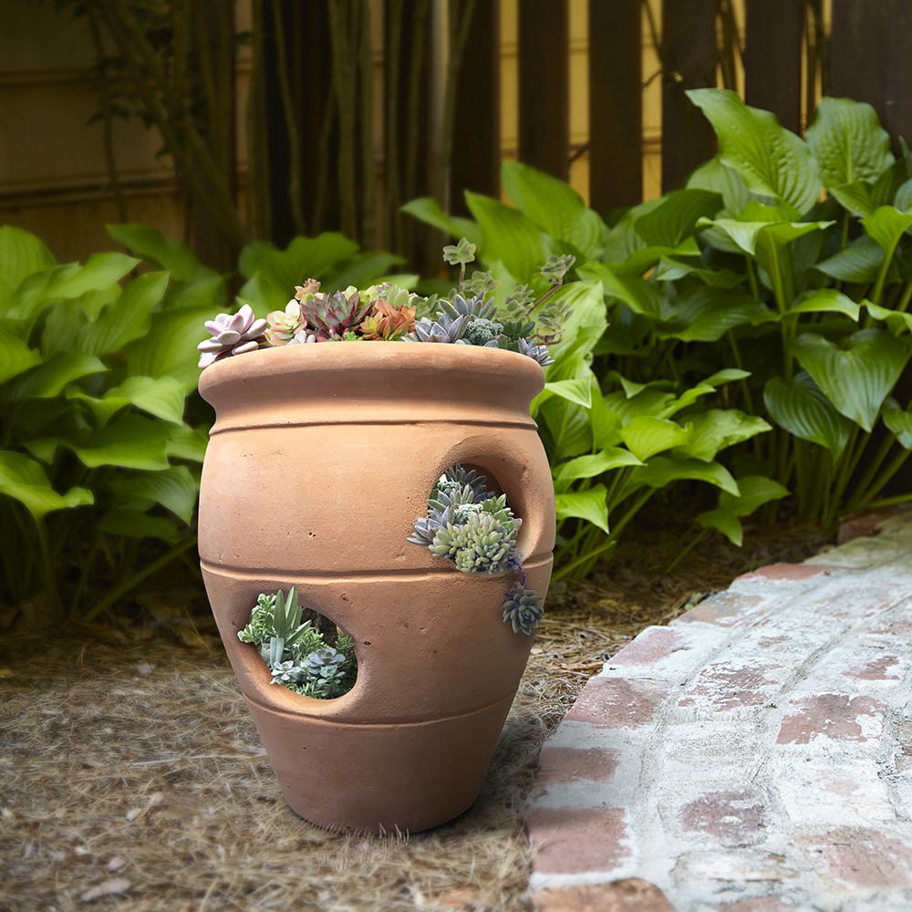 Image of Terracotta strawberry planter with drainage hole