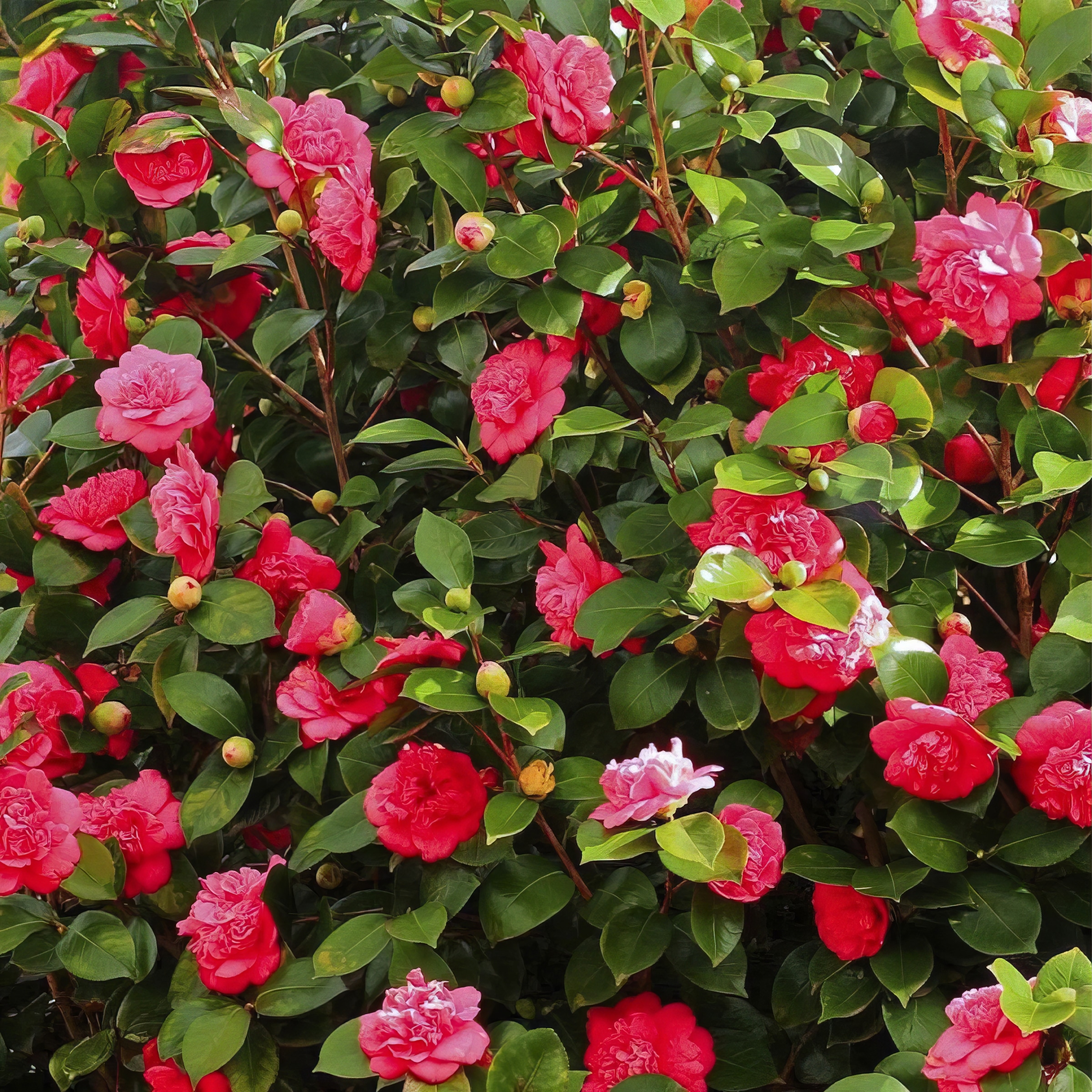 National Plant Network LW1669 shrubs - View #3