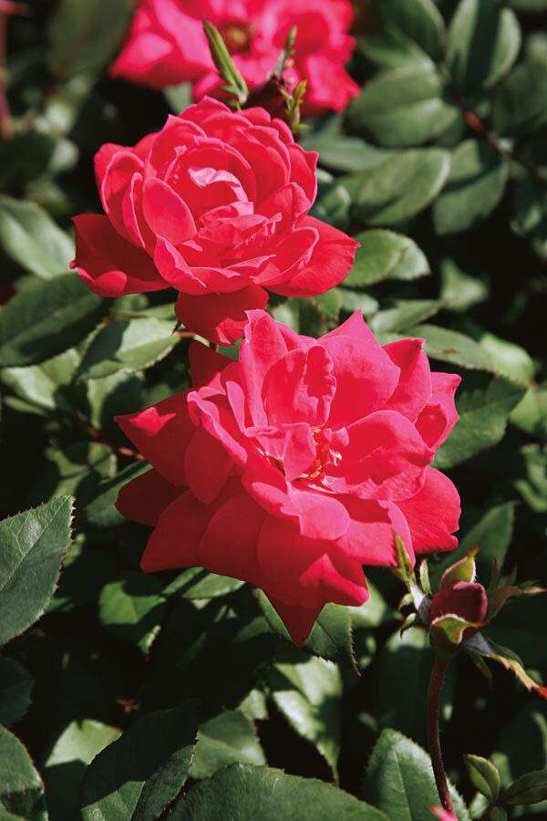 Lowe's 13ROS2CCC roses - View #4