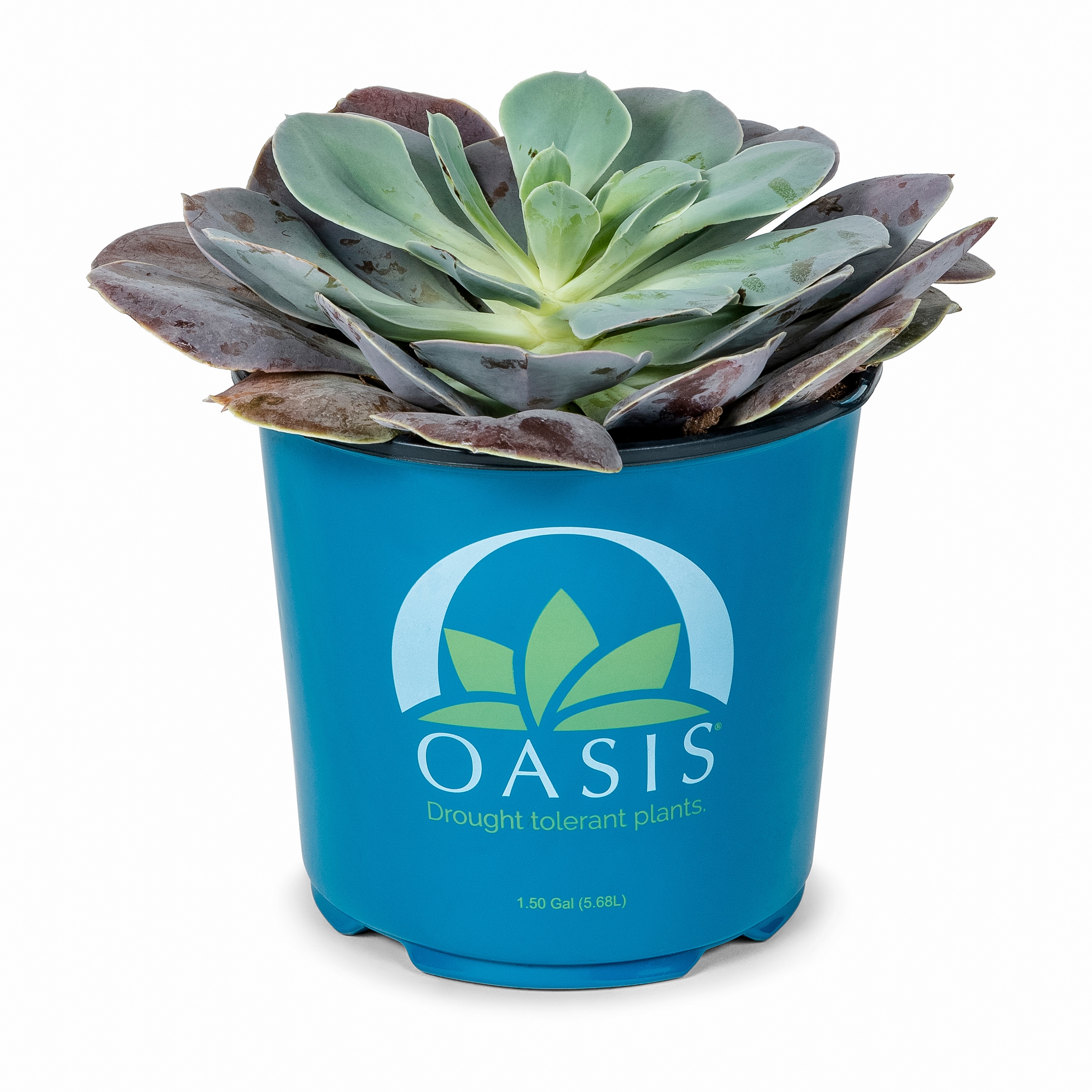 Lowes Succulent In 1 5 Gallon Pot In The Succulents Department At