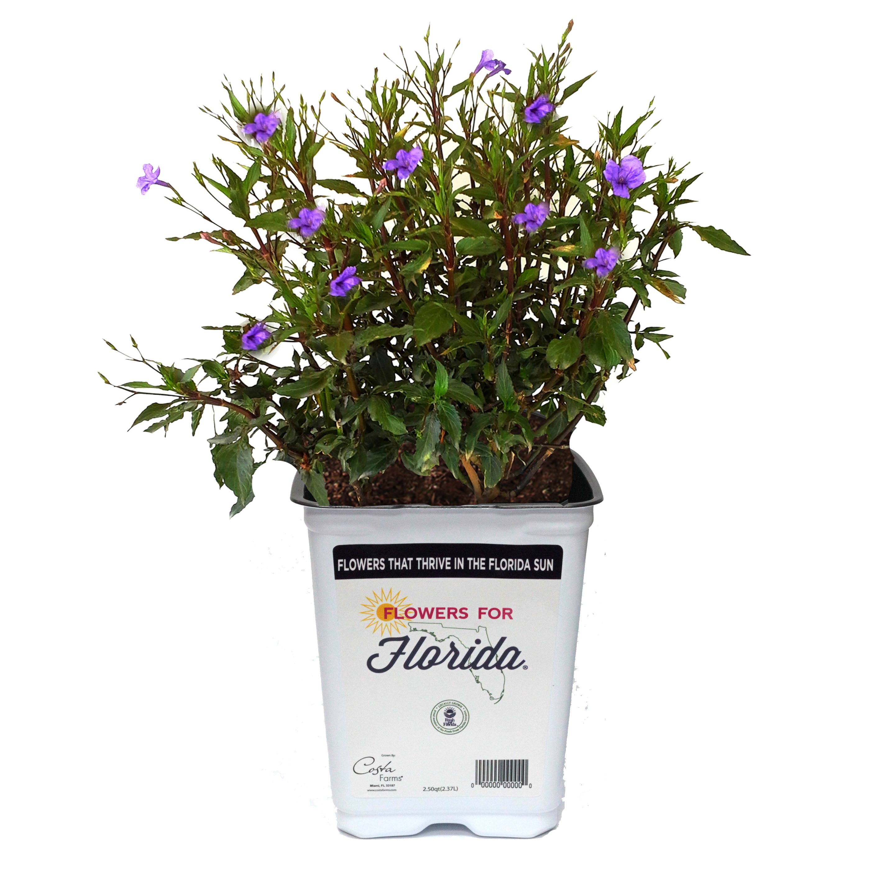 Lowe's 462158 Purple Flowers for Florida Ruellia in 2.5 Quart(s) Pot 1 -Pack