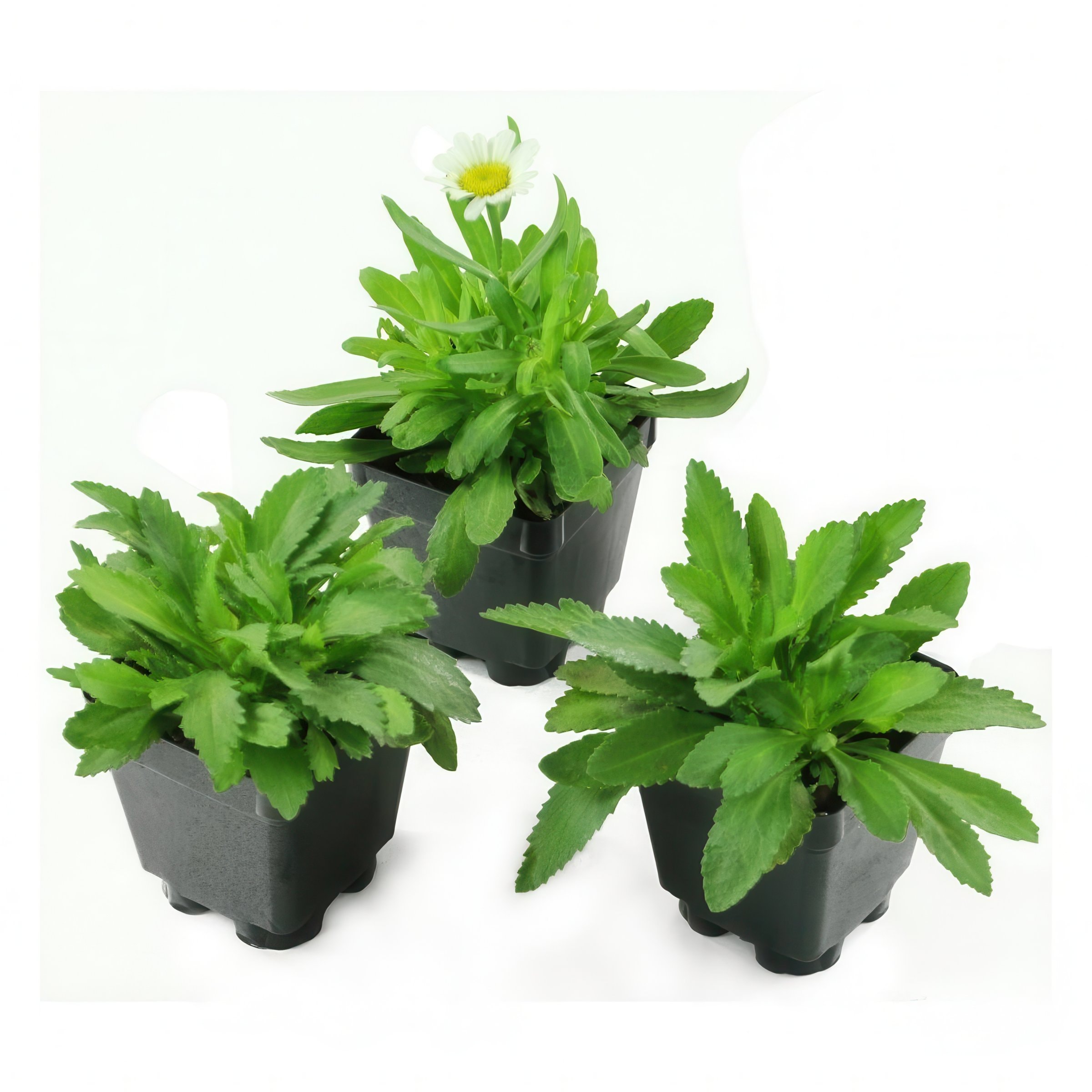 National Plant Network LW2155 perennials - View #9