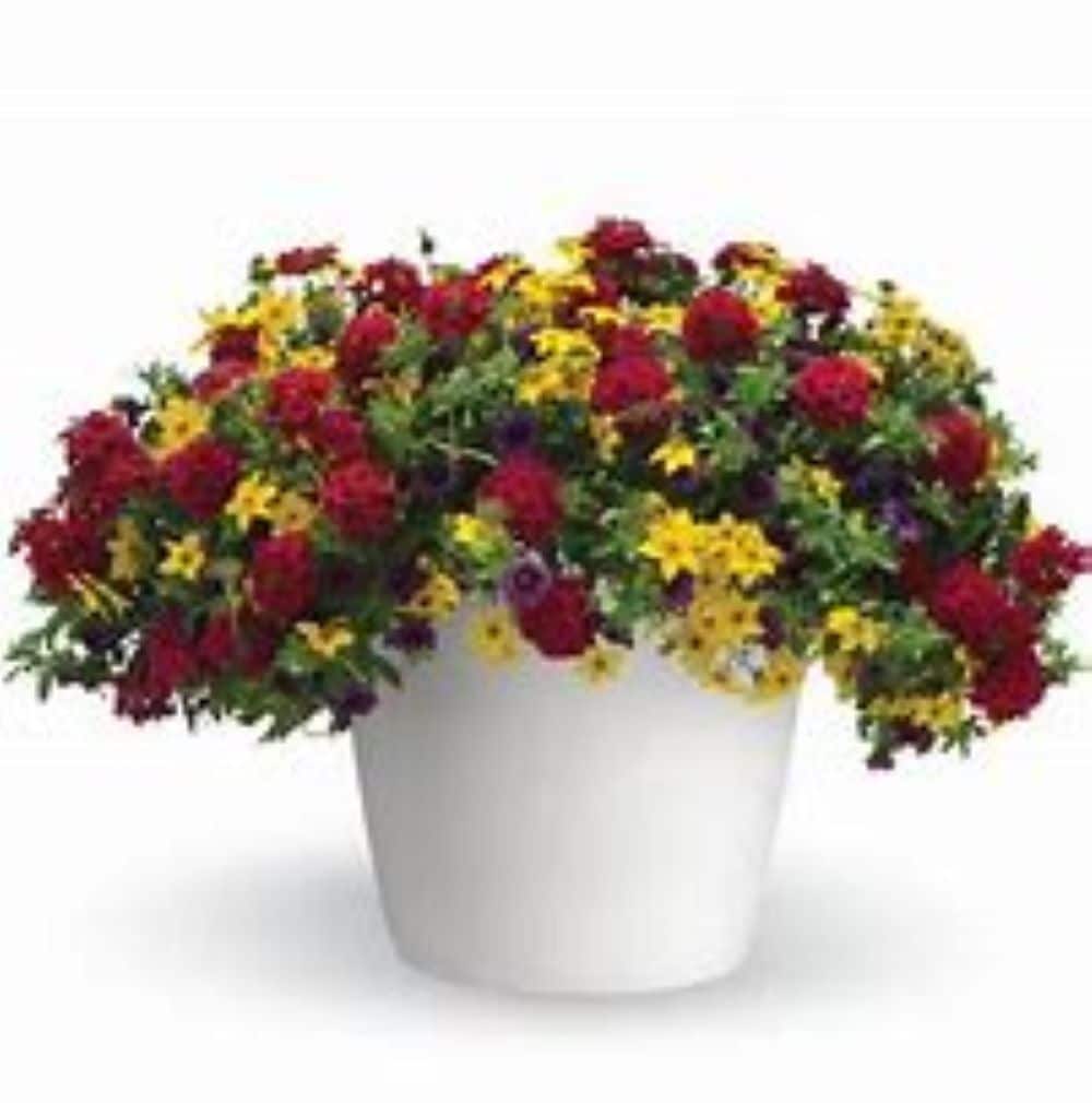 Lowe's NURSERY annuals - View #2