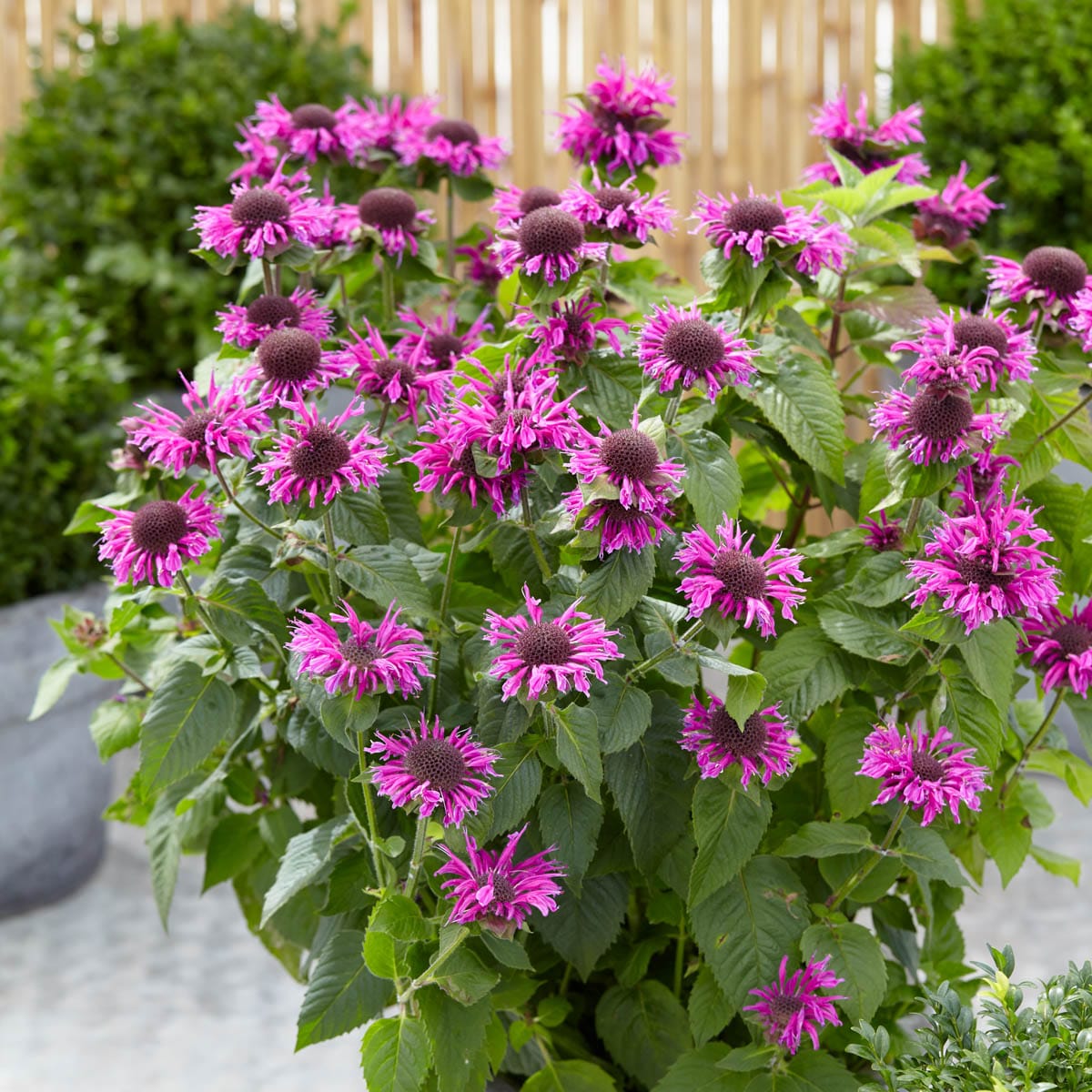 Direct Gardening 96131 perennials - View #3