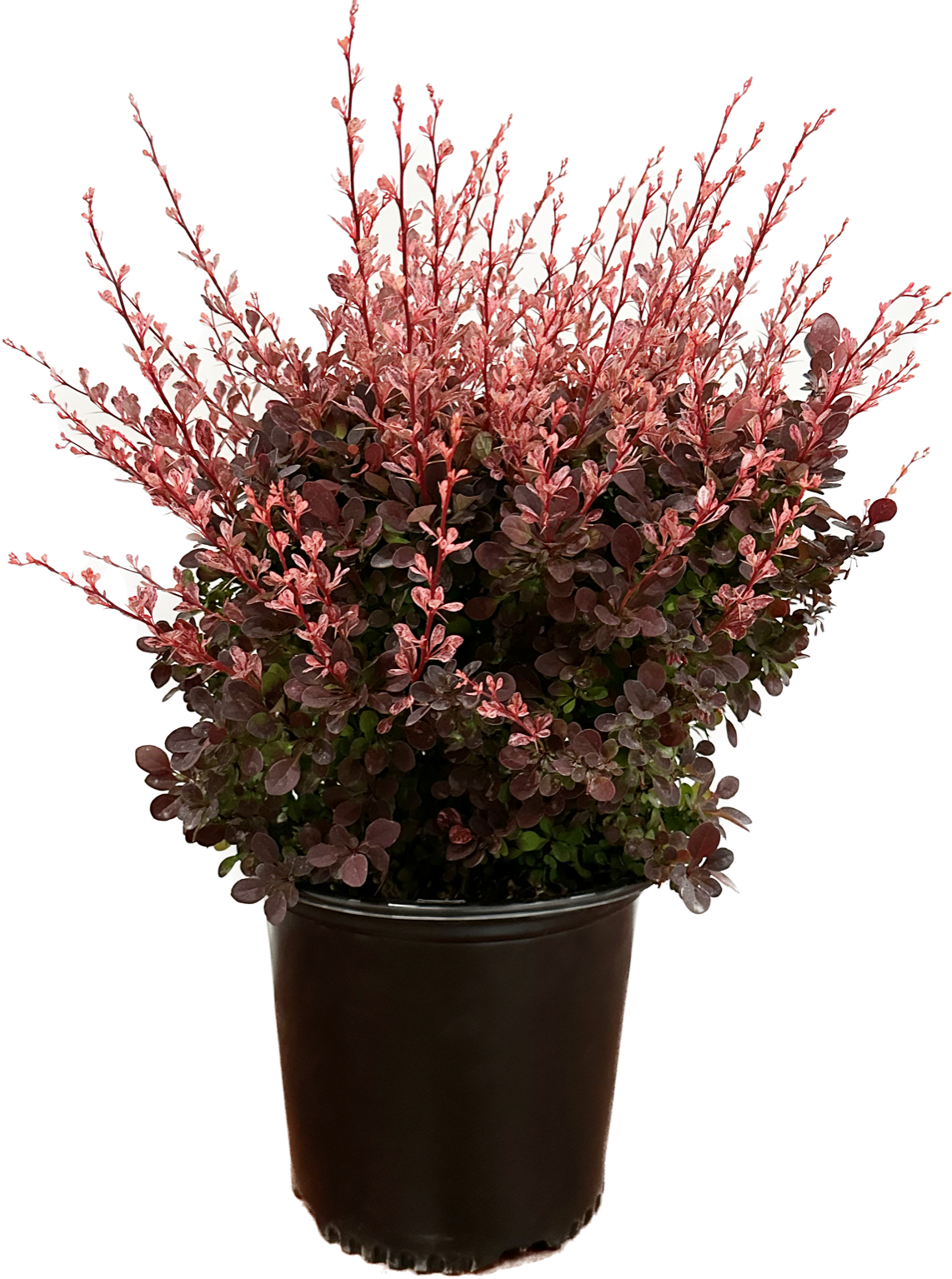  O092003 2.25 Gal. Barberry Rose Glow Accent Shrub in 2.25 -Gallon Pot 1 -Pack