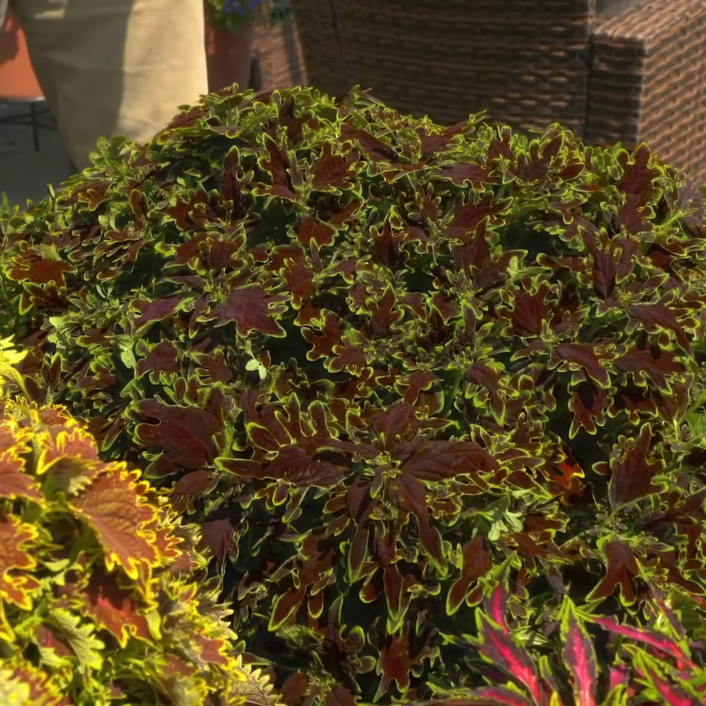 National Plant Network LW2187 annuals - View #5