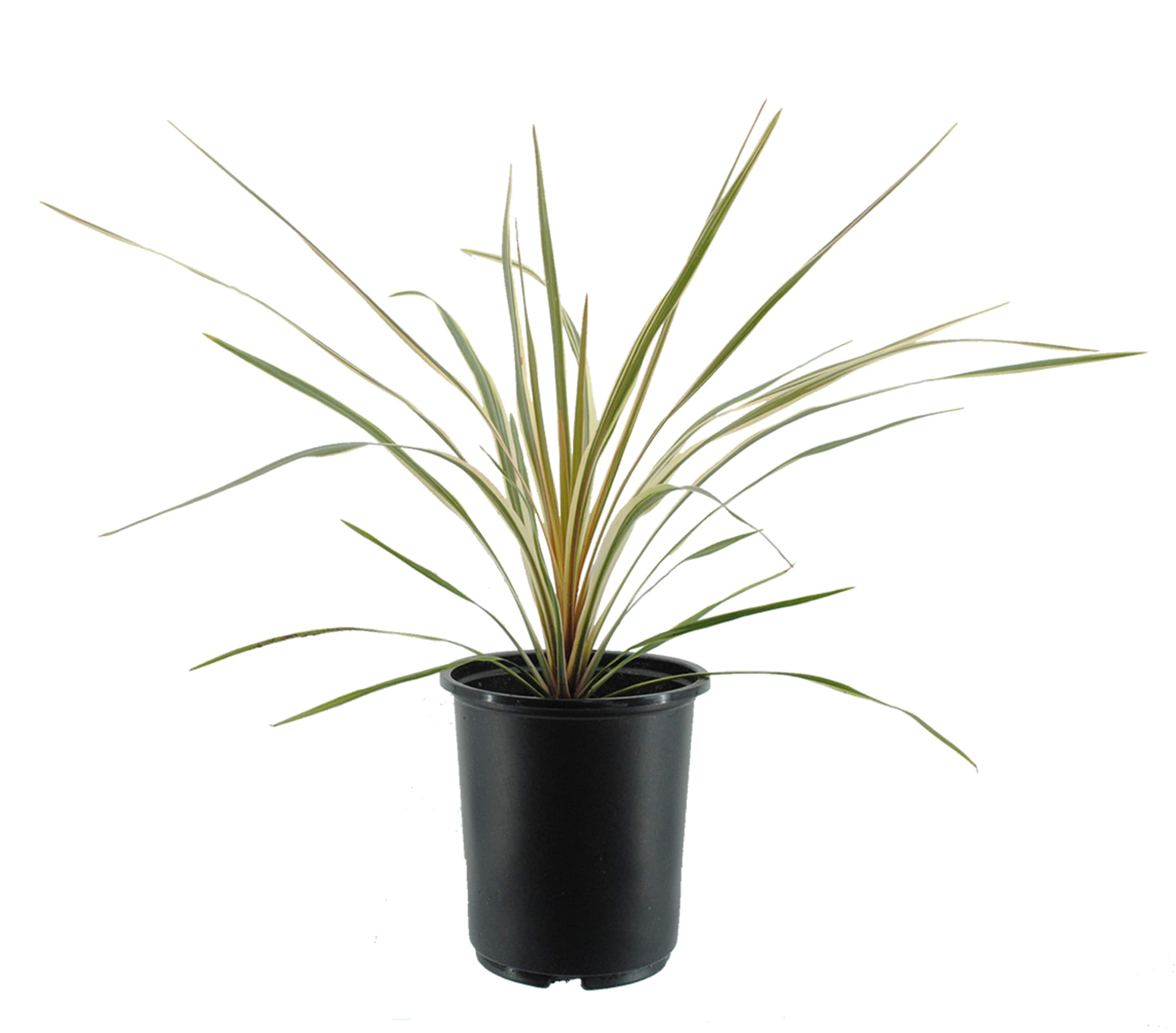  2473 Cordyline Plant in 2.5 -Quart Pot 1.0 -Pack