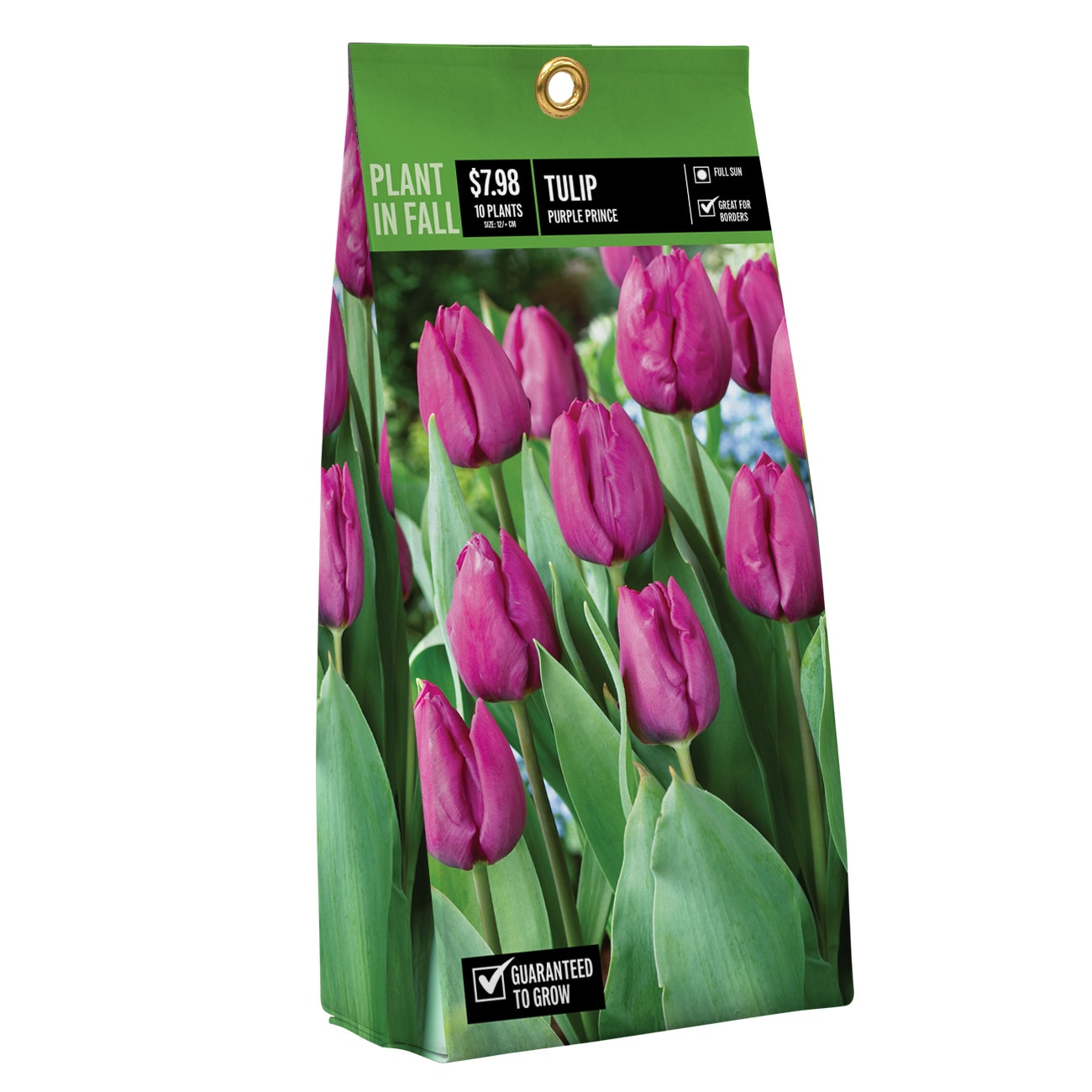  NURSERY TULIP PURPLE PRINCE PBS