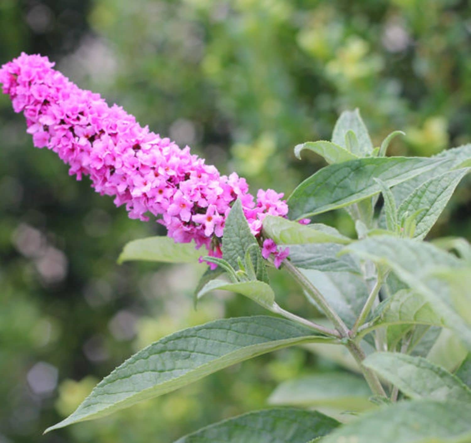 Proven Winners O11232W shrubs - View #2