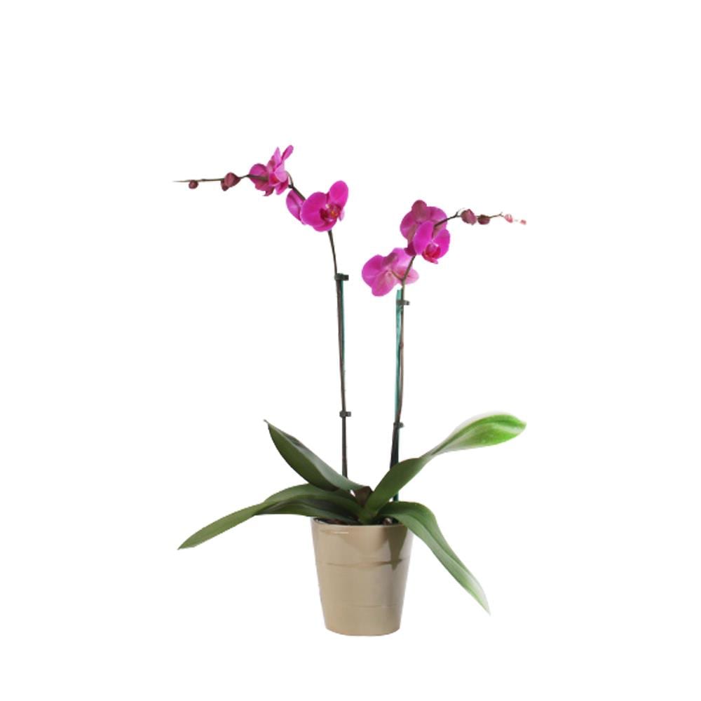 Costa Farms Multicolor Orchids House Plant in 1.68-Pint Planter in the ...