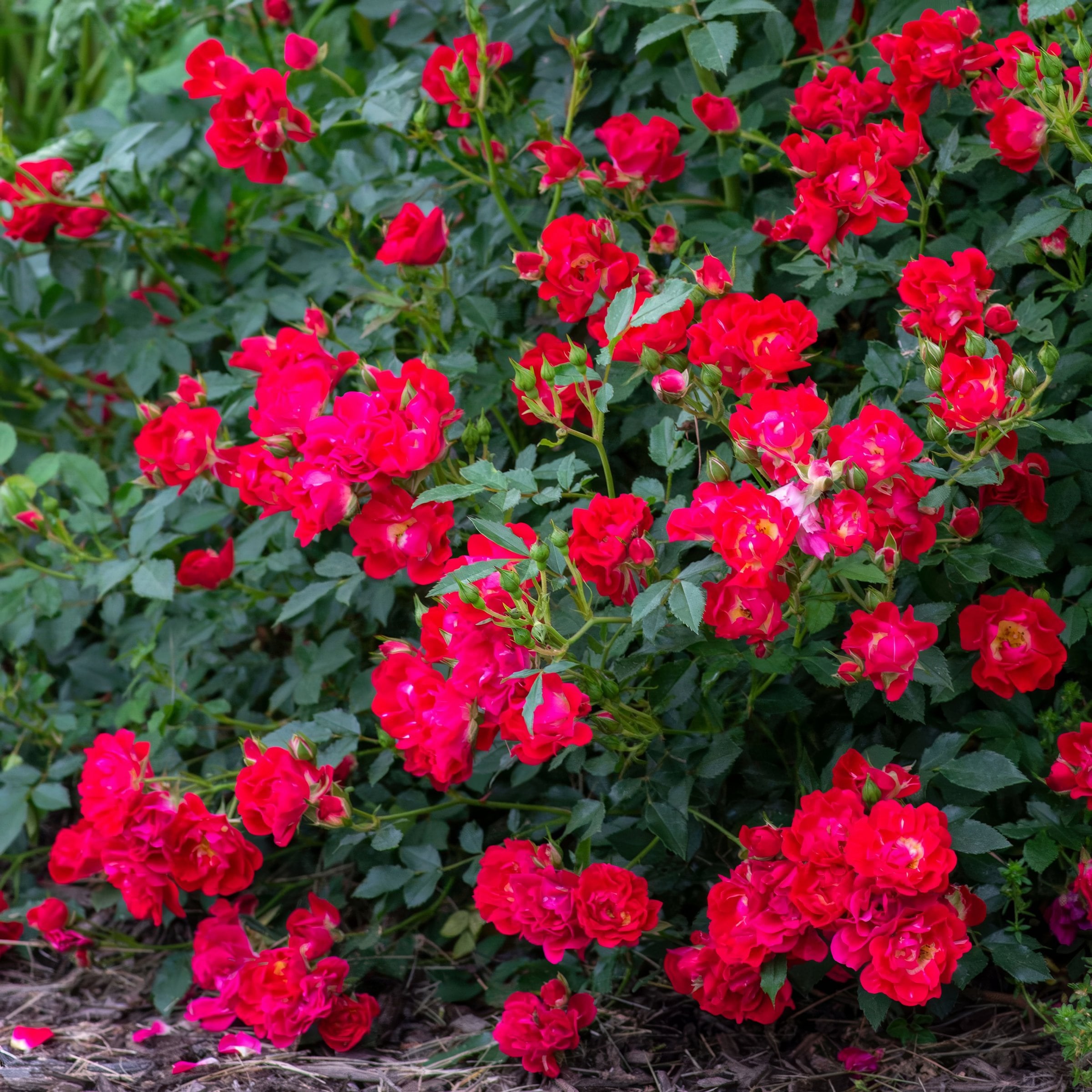 National Plant Network Red Drift Rose Red 3-Gallon in Planter in the ...