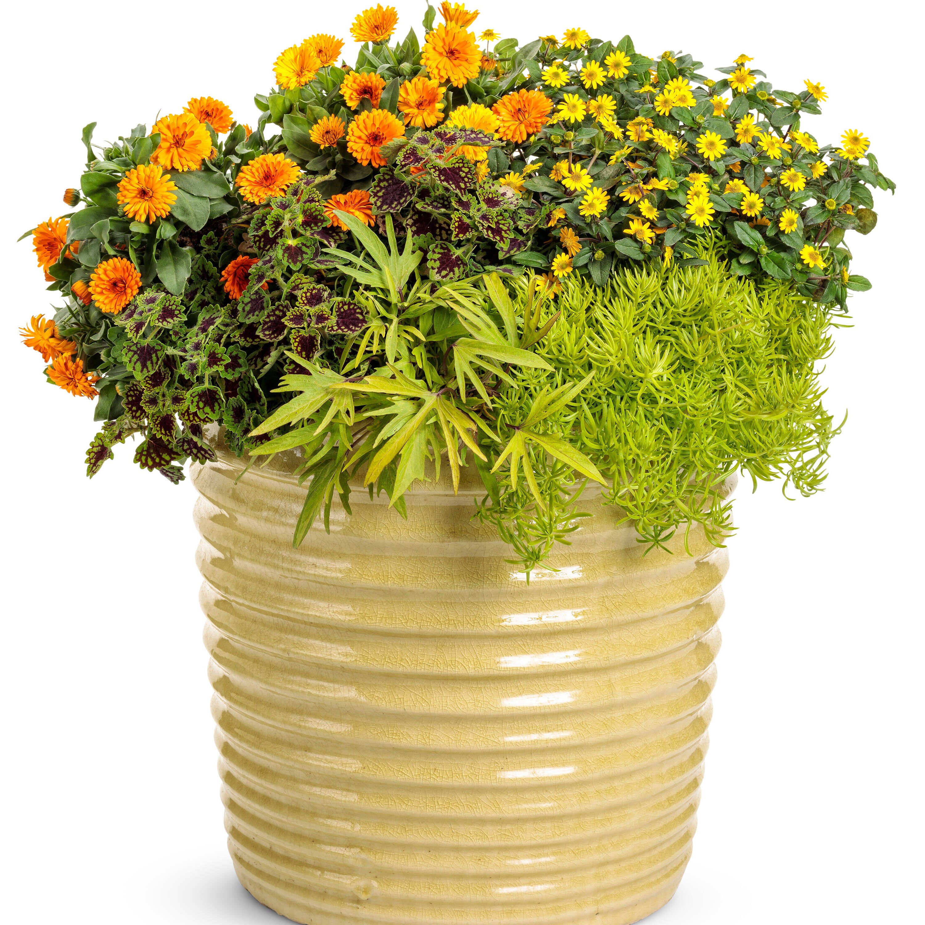Proven Winners SNVPRW1017504 annuals - View #4