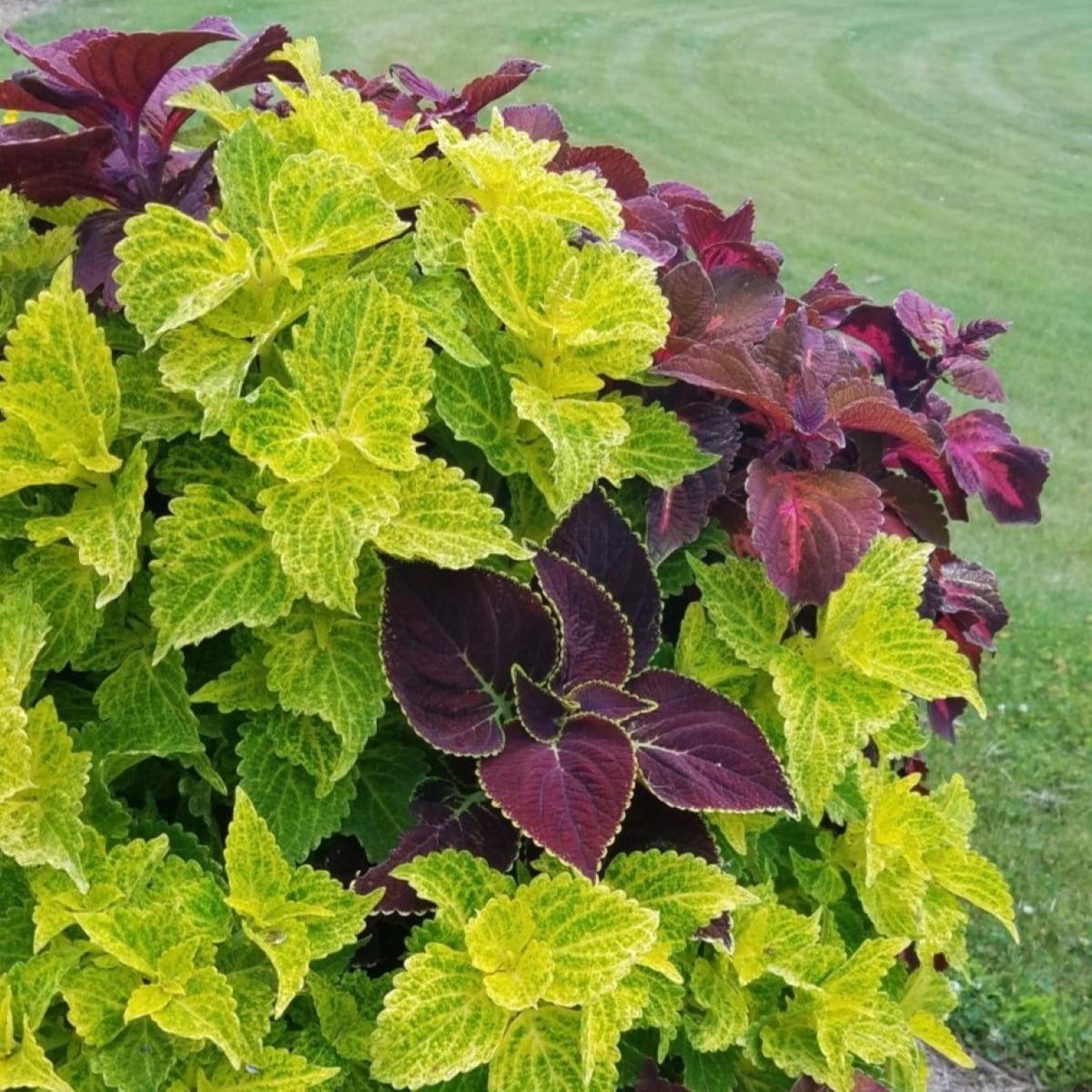 Ready Refill 836664 annuals - View #2