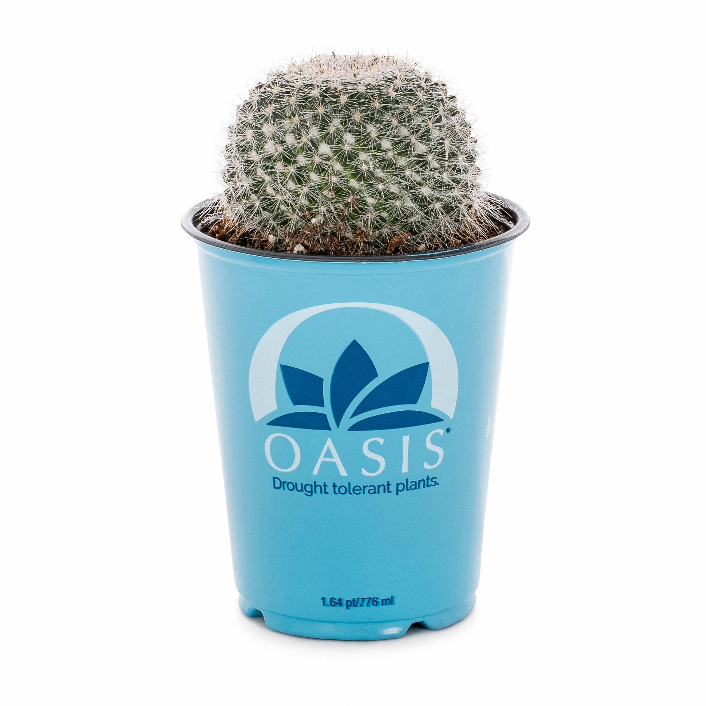 Lowe's 937381 Cacti-Succulents - View #2