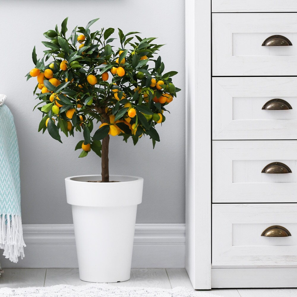 Lowe's NURSERY Kumquat Plant