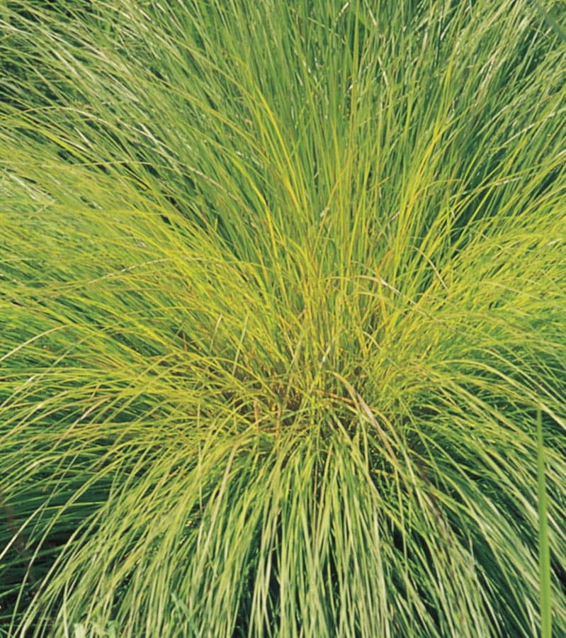 Prairie Dropseed Grass Ornamental Grasses At Lowes.com