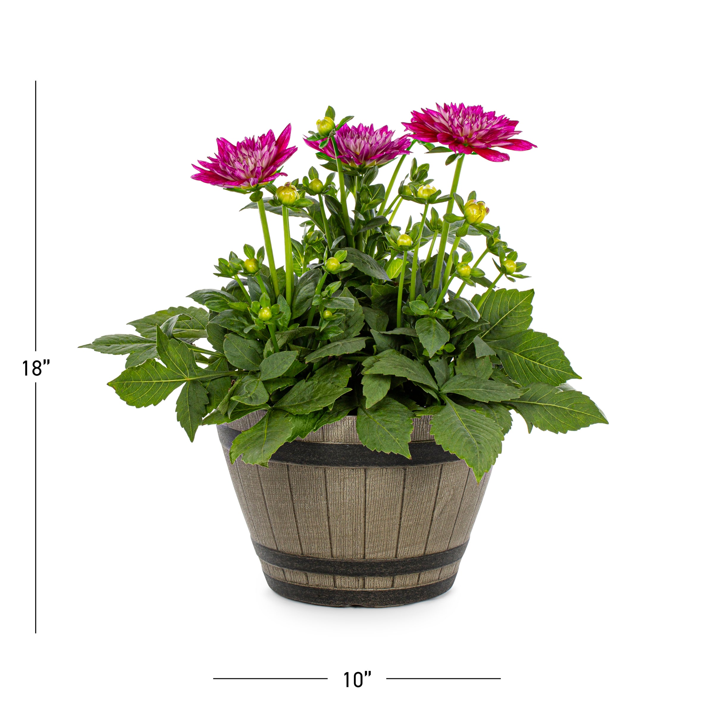 Metrolina Greenhouses 5045 annuals - View #3