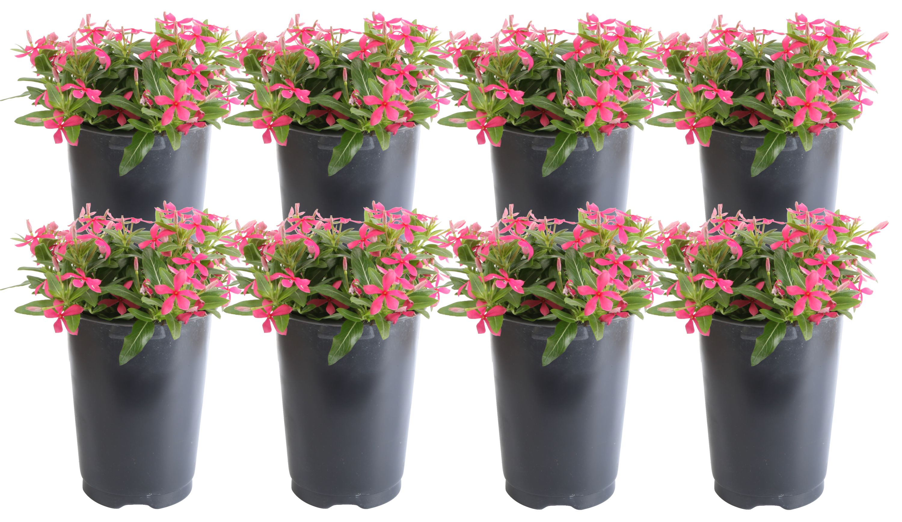 Costa Farms Multicolor Madagaskar Periwinkle Annual Vinca 8-Pack in 1 ...