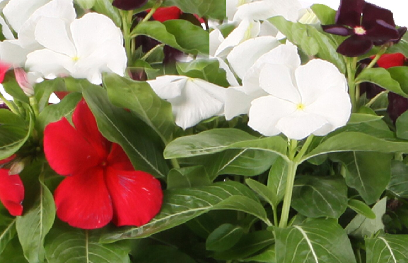 Lowe's NURSERY Blue Vinca in 3-Quart Pot