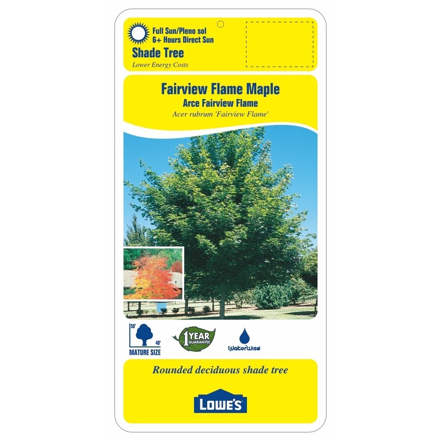 5.5-Gallon Red Shade Tree Fairview Flame Maple at Lowes.com