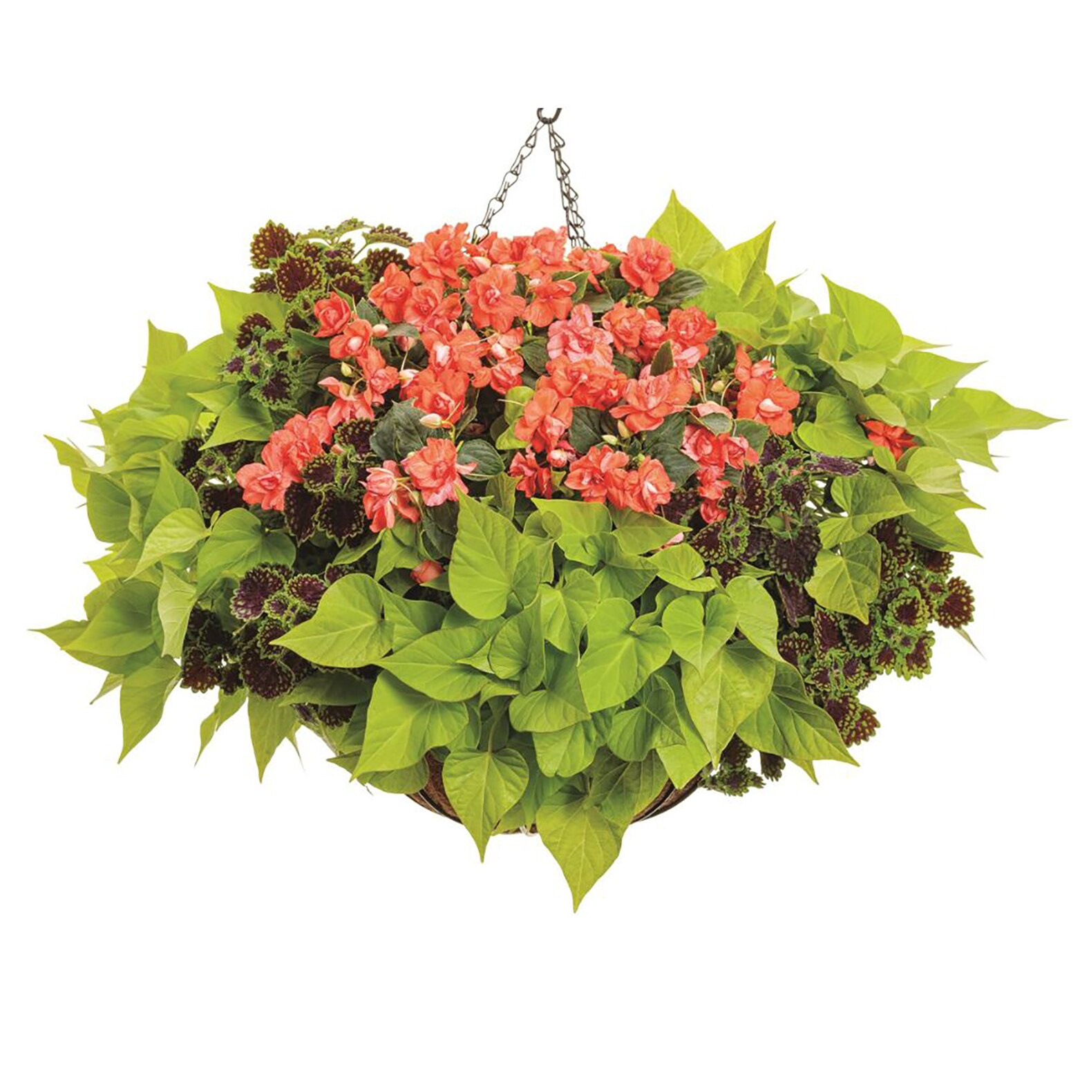 Proven Winners IPOPRW5197504 annuals - View #4